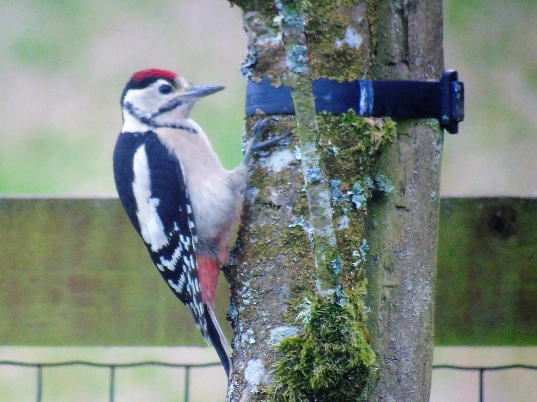 Animals in Pwllgwilym B & B