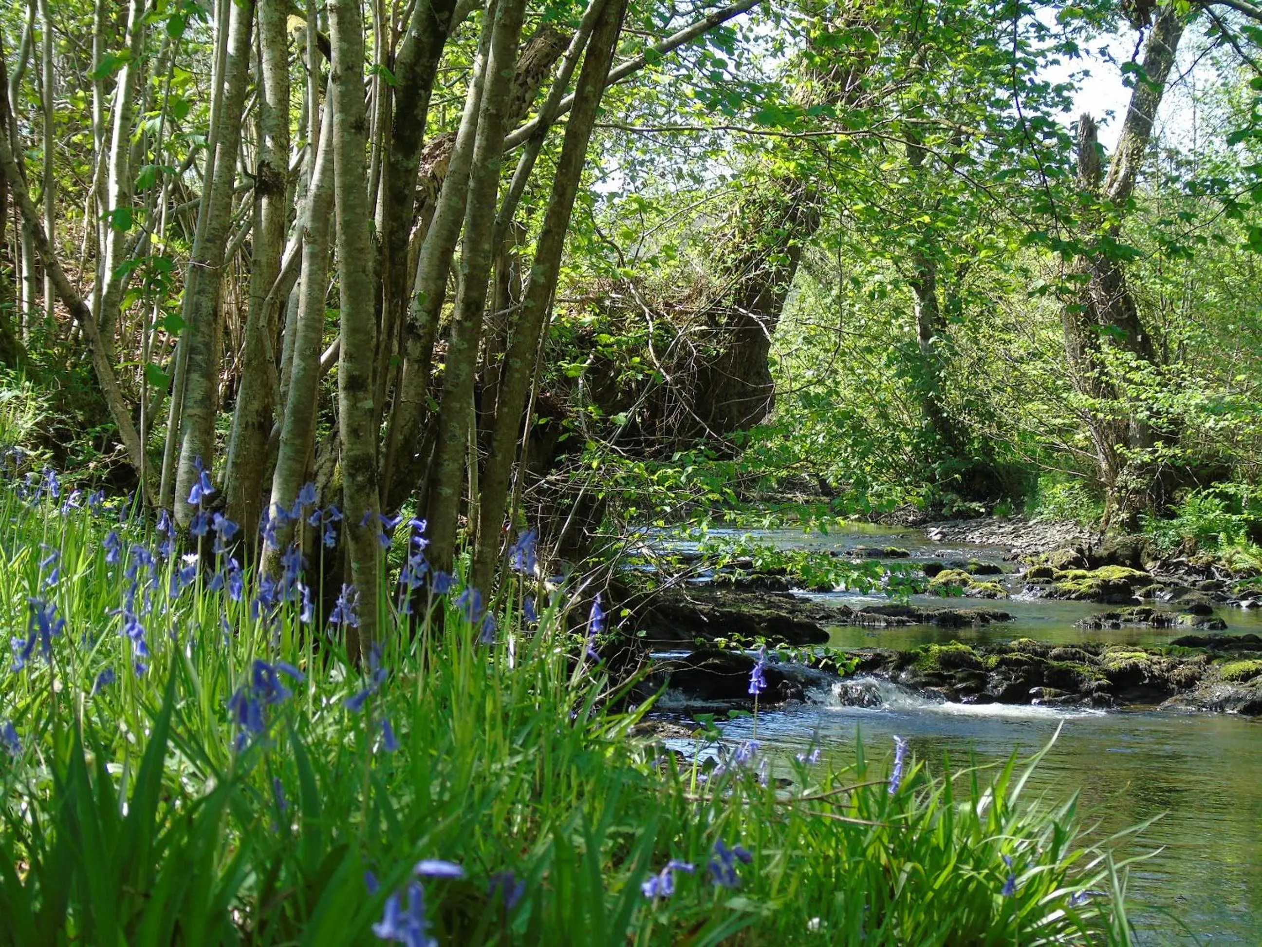 River view in Pwllgwilym B & B