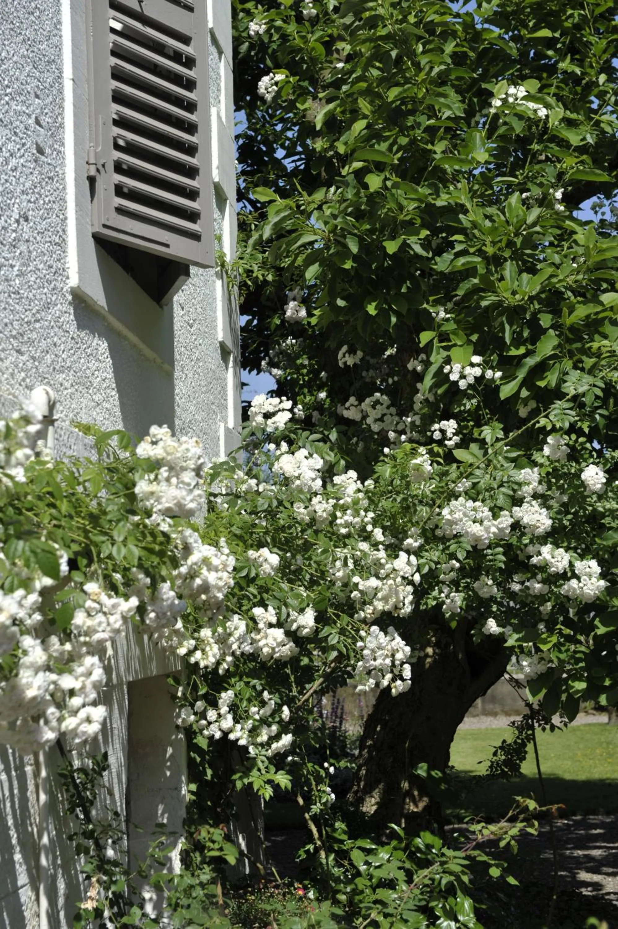 Garden in La Maison D'hôtes du Parc