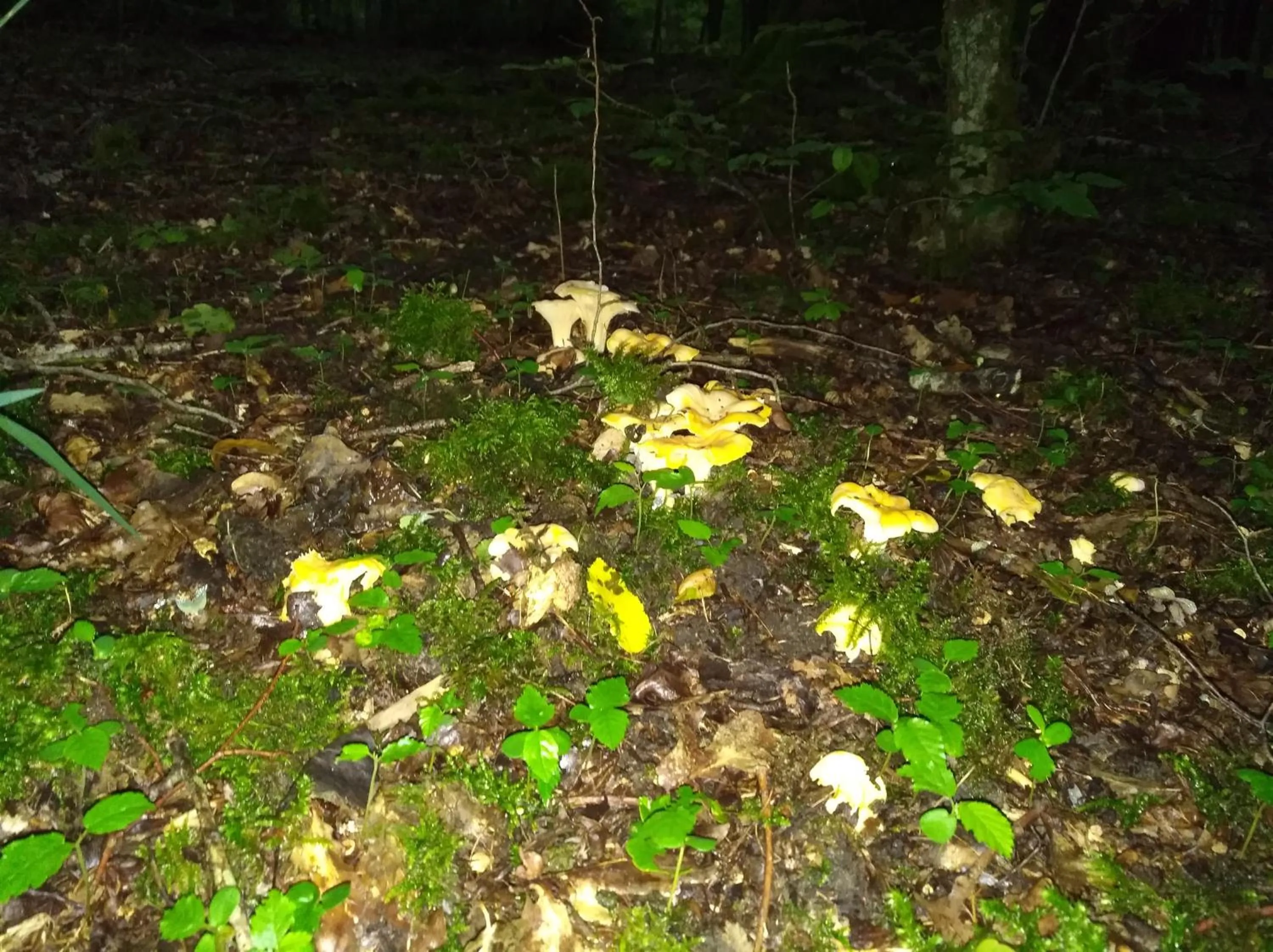 Activities in Lodge Hôtel de Sommedieue Verdun