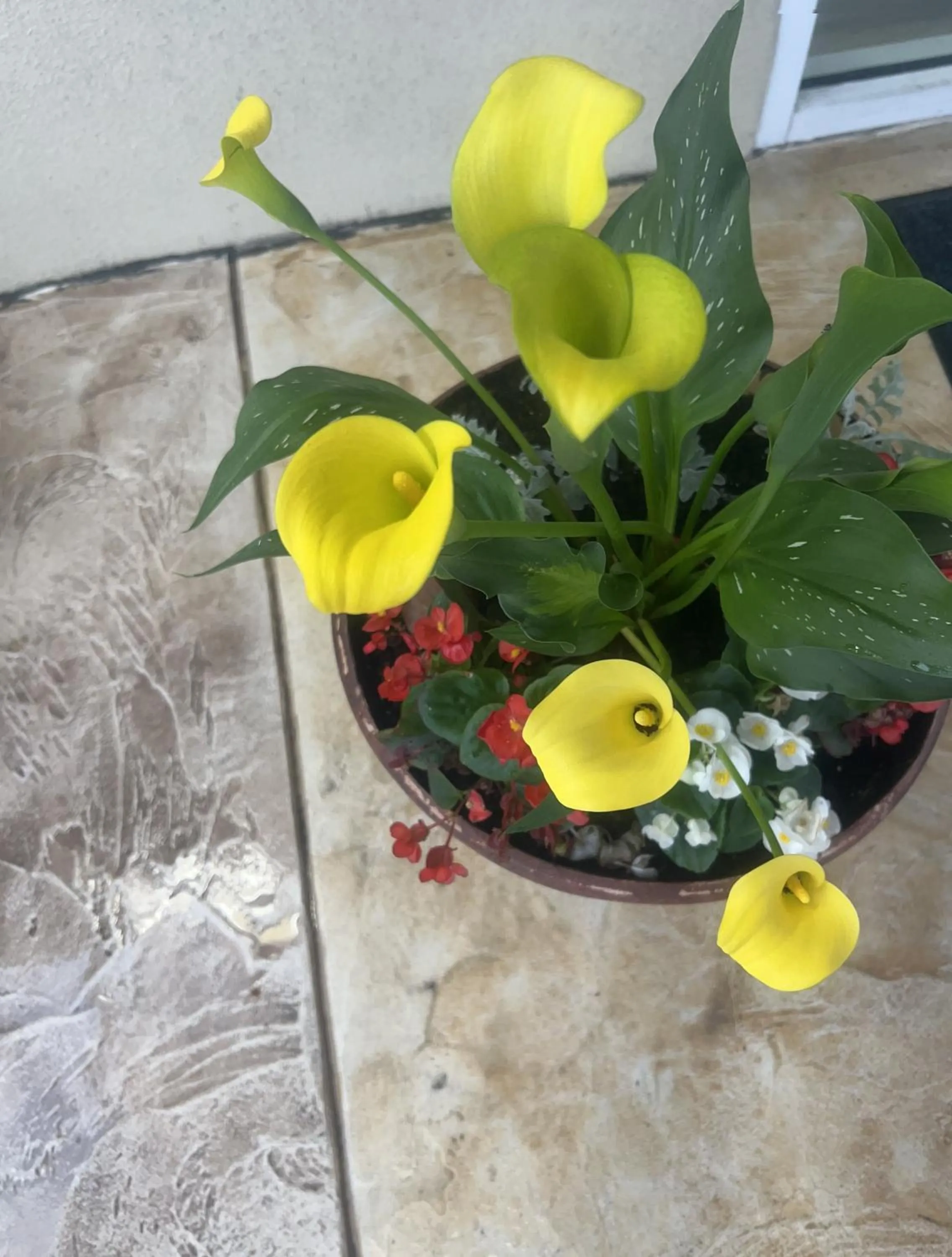 Days Inn by Wyndham Port Charlotte Town Center