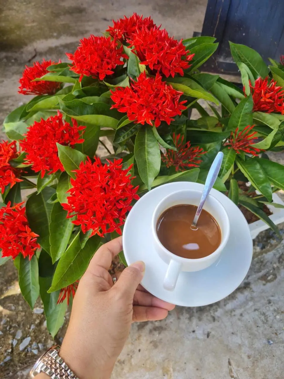 Restaurant/places to eat in Ong Lang Garden Resort