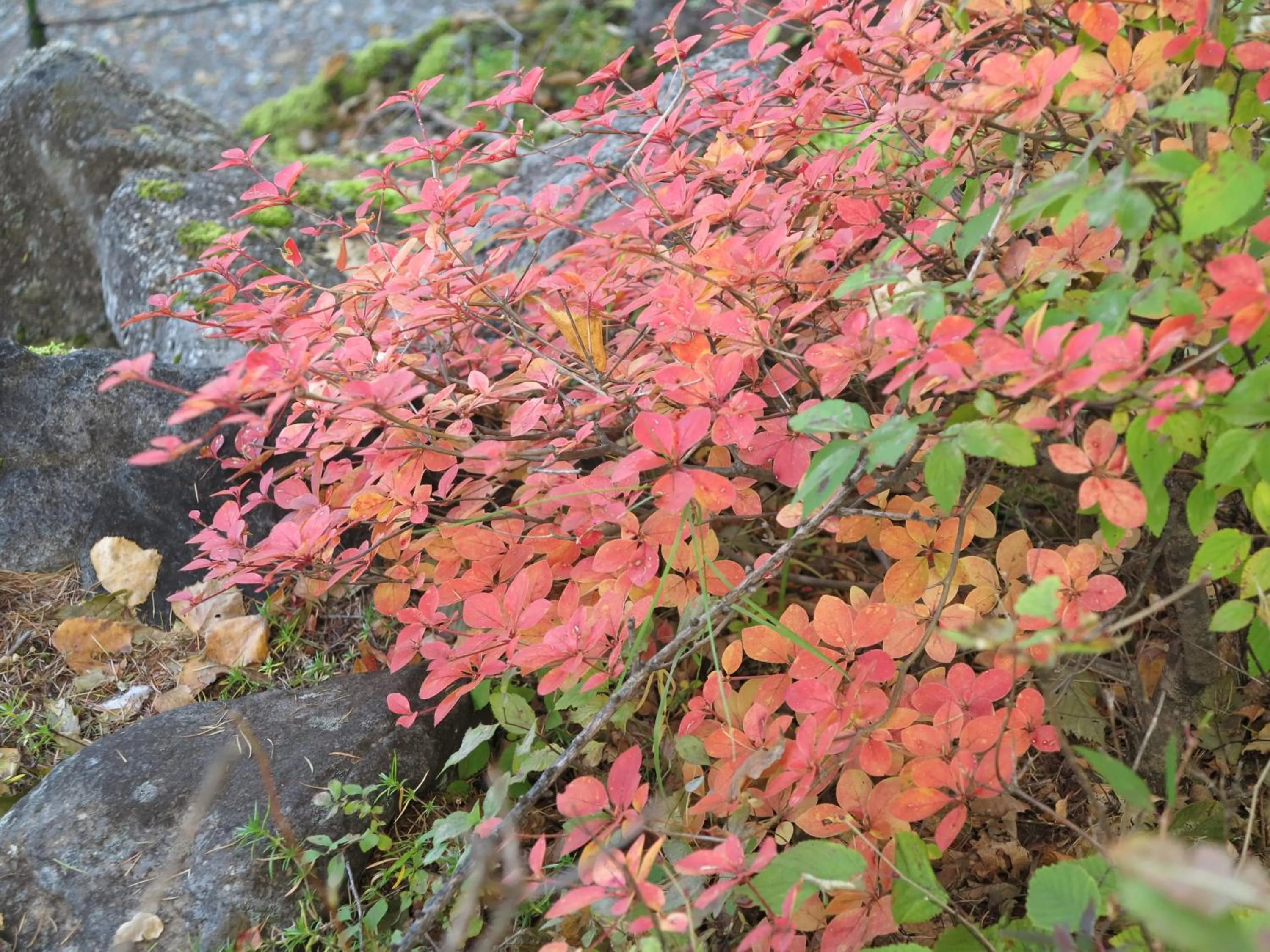 Natural landscape in Shikino Yado Subaru