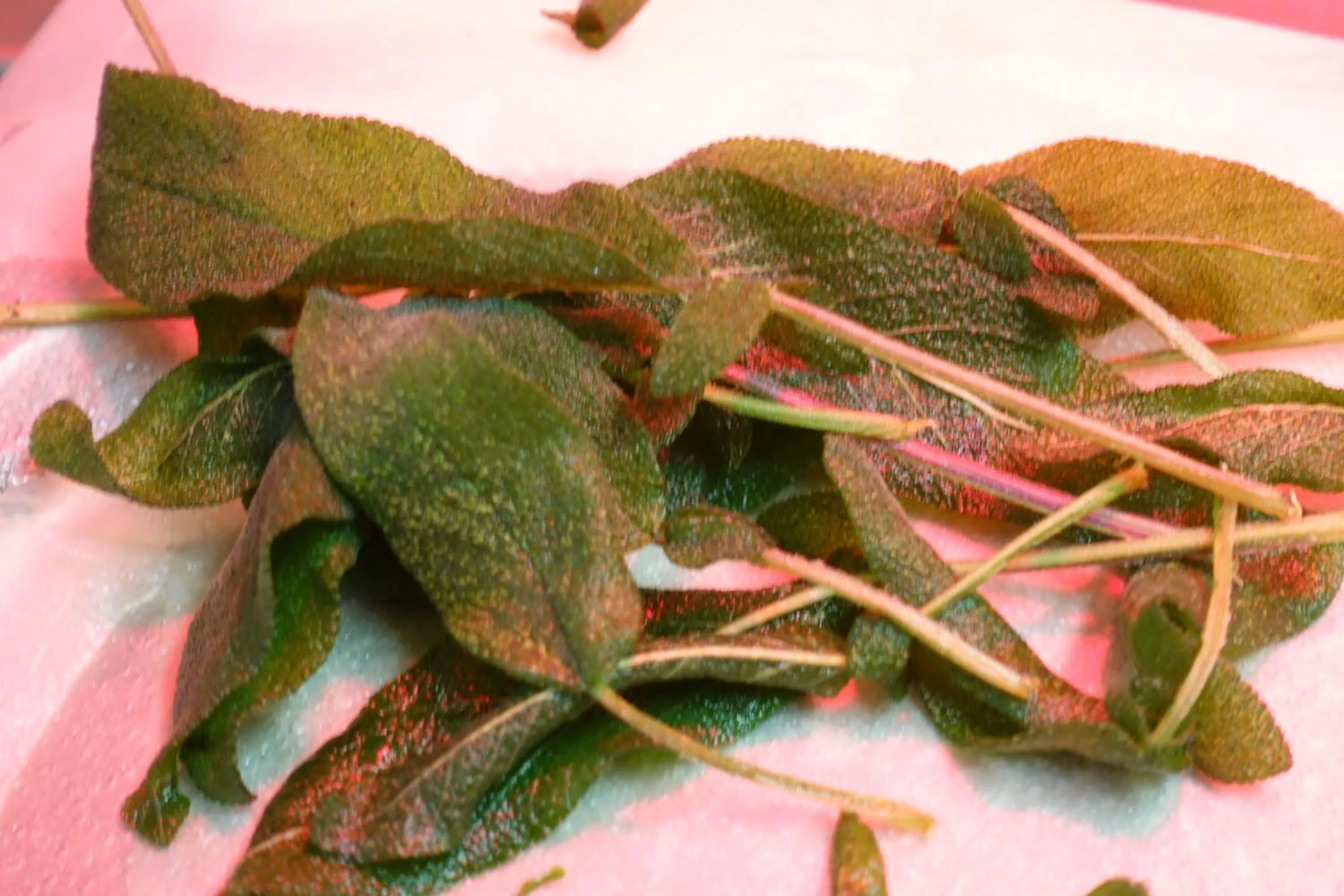 Food close-up in Hotel Bergland