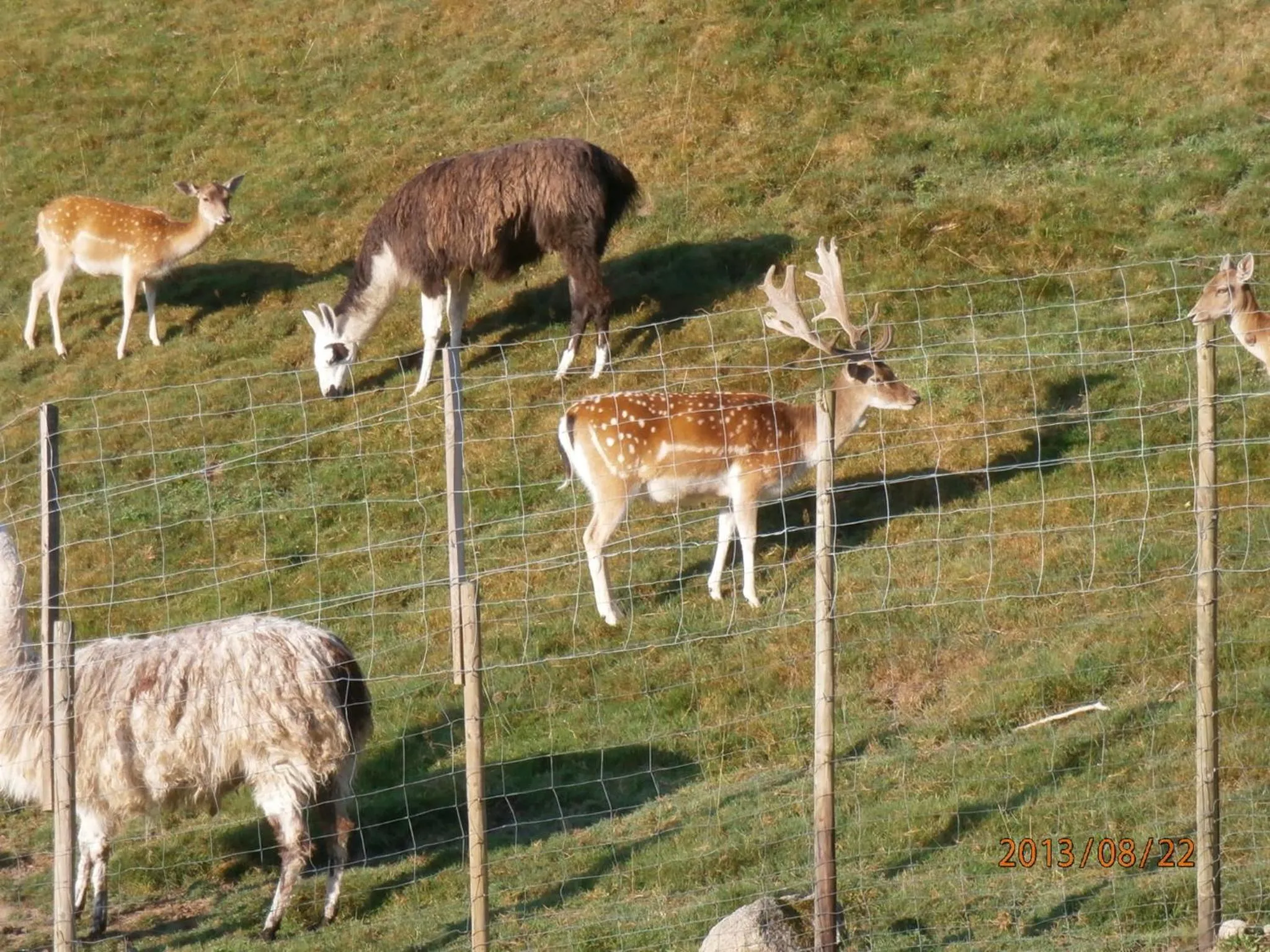 Logis Hôtel Restaurant La Petite Auberge Alsace