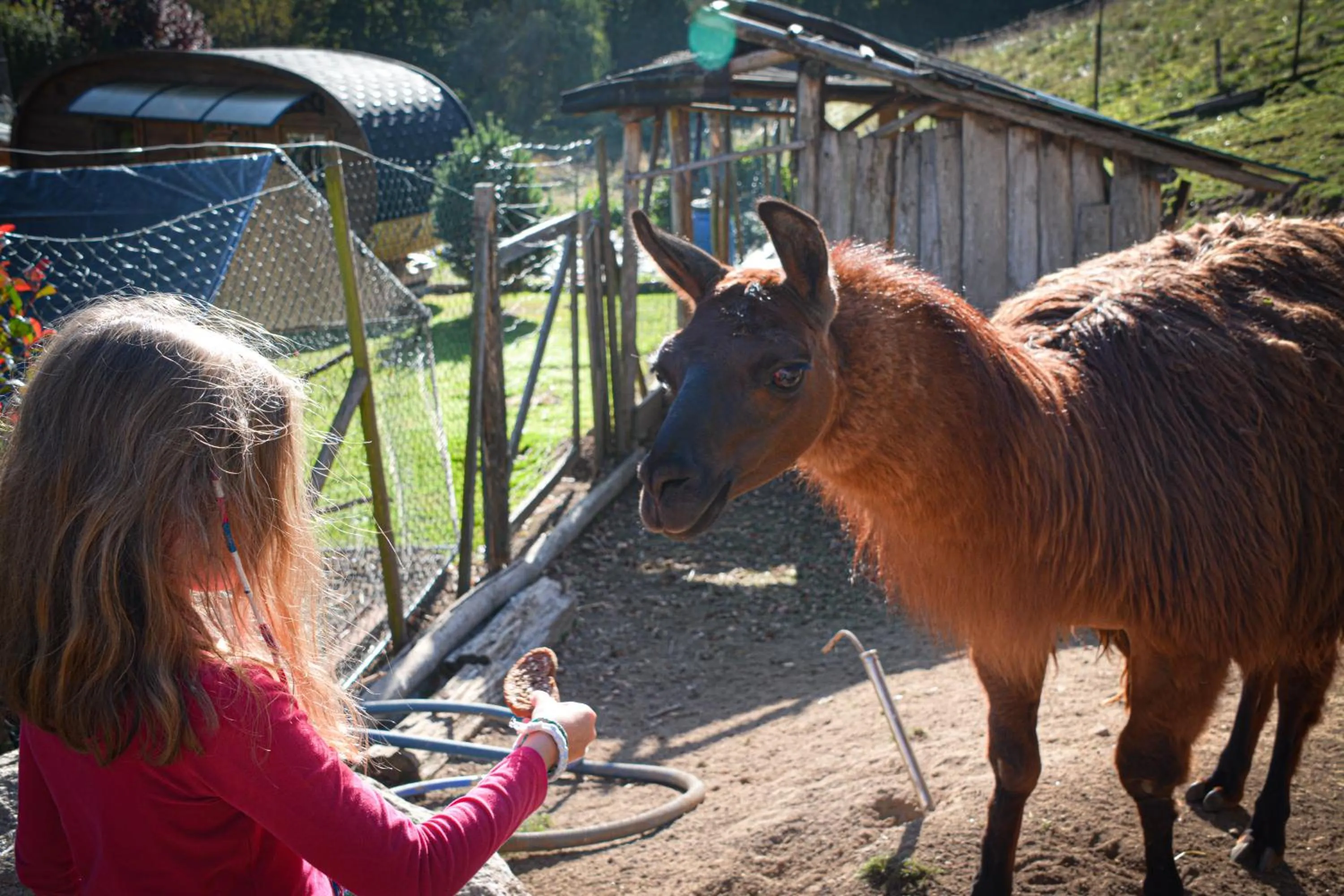 Logis Hôtel Restaurant La Petite Auberge Alsace