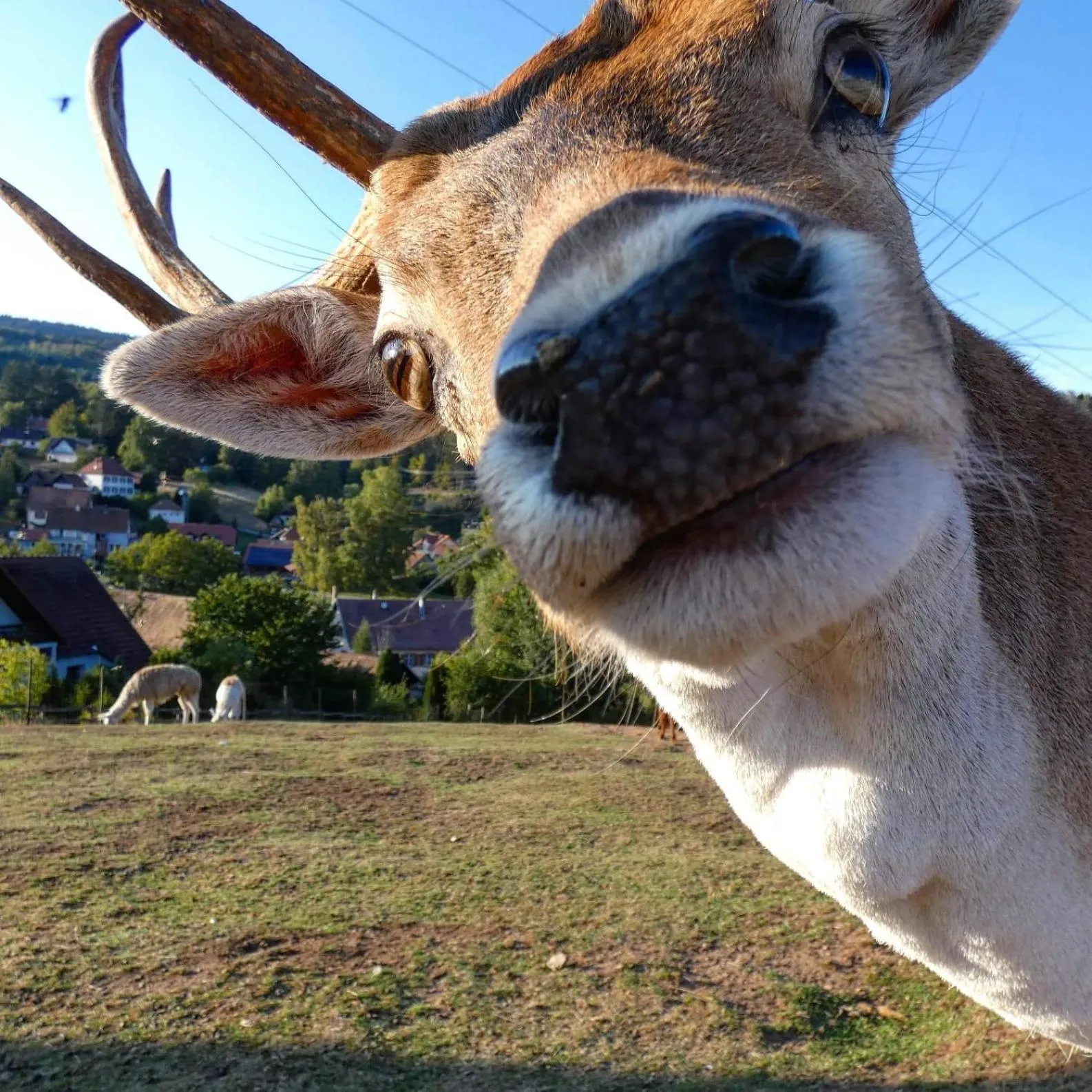 Garden view in Logis Hôtel Restaurant La Petite Auberge Alsace