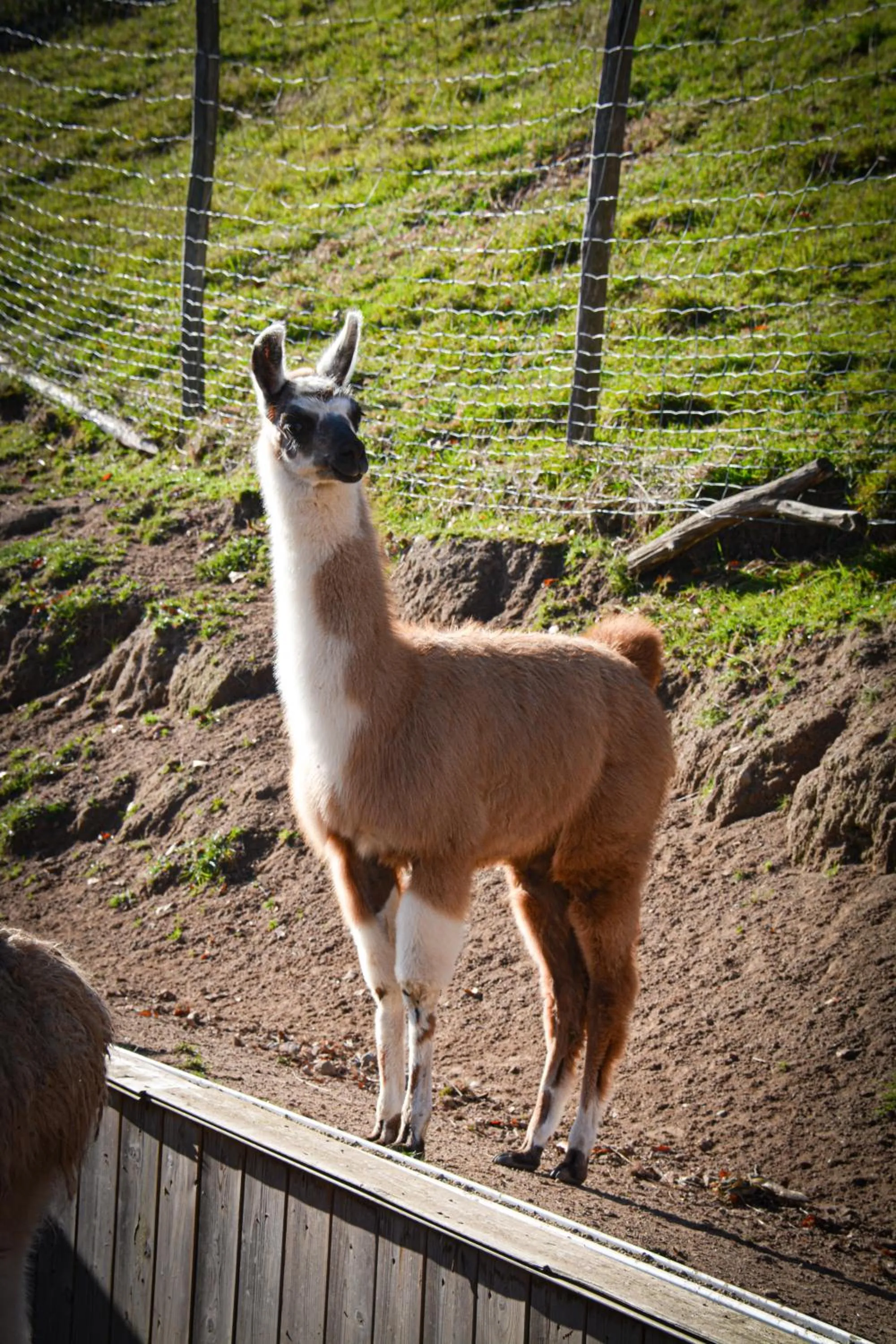 Logis Hôtel Restaurant La Petite Auberge Alsace