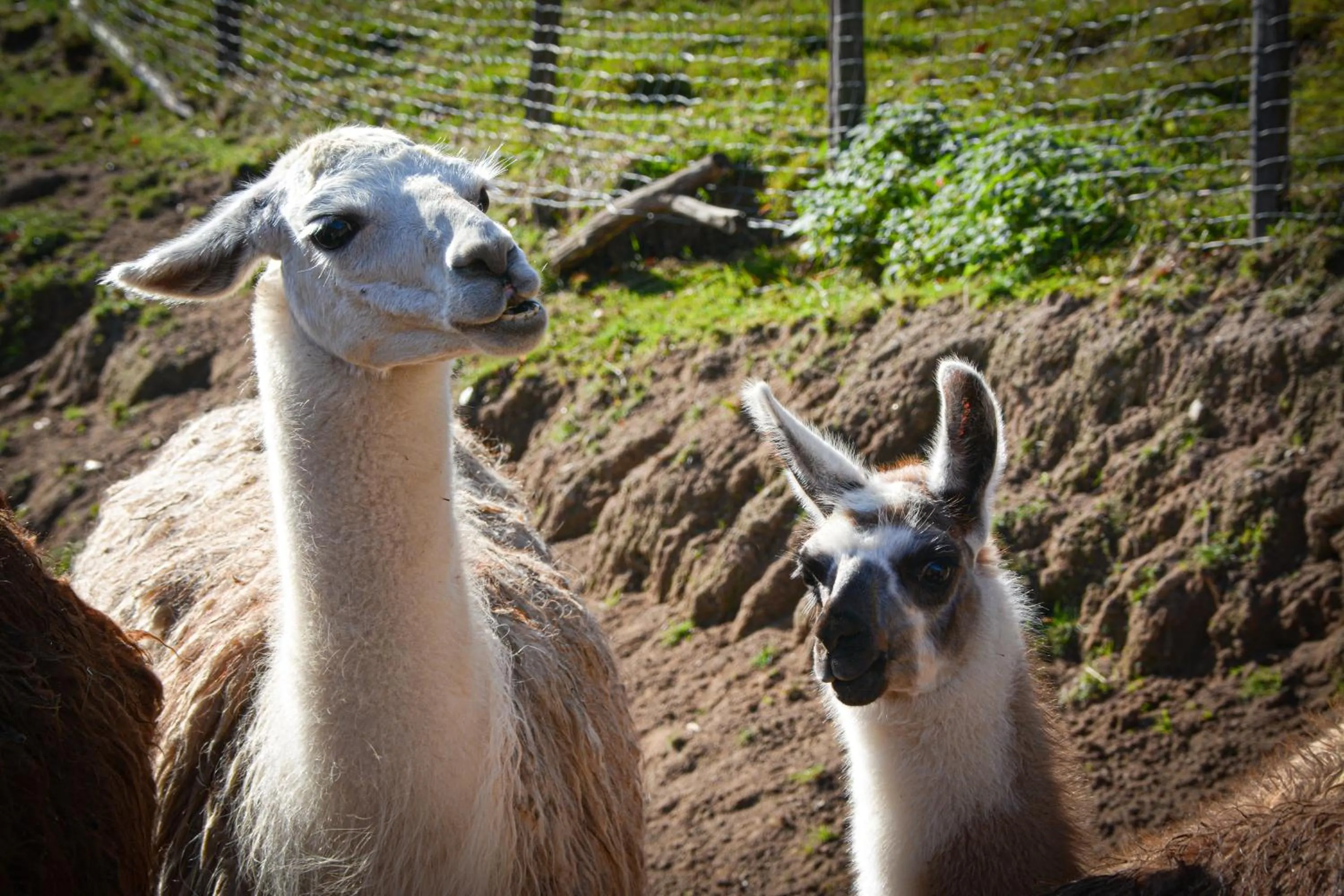Logis Hôtel Restaurant La Petite Auberge Alsace