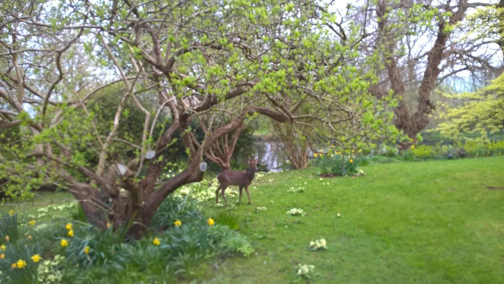 The Lynch Country House