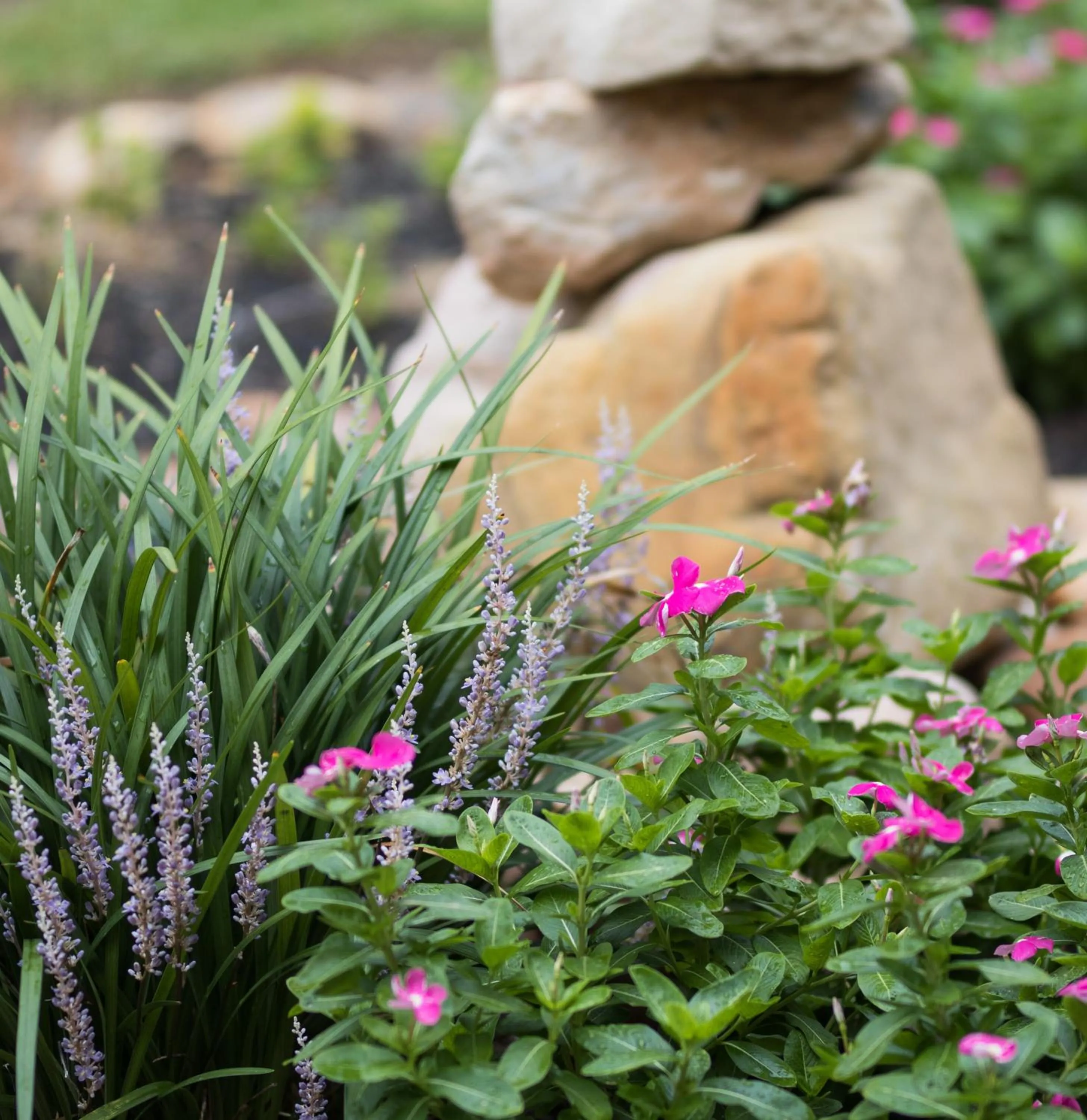 Garden in Vineyard Court Designer Suites Hotel