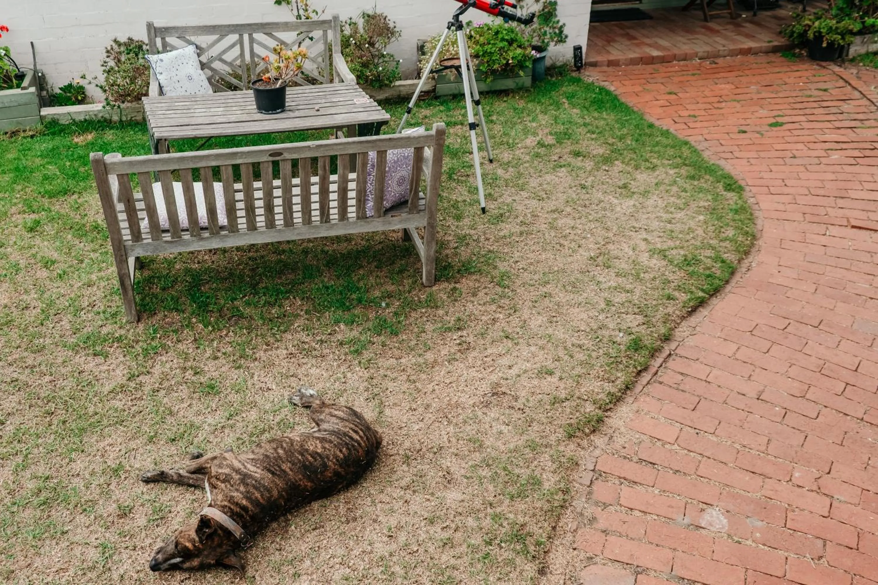 Garden in The Wandering Whale Port Fairy
