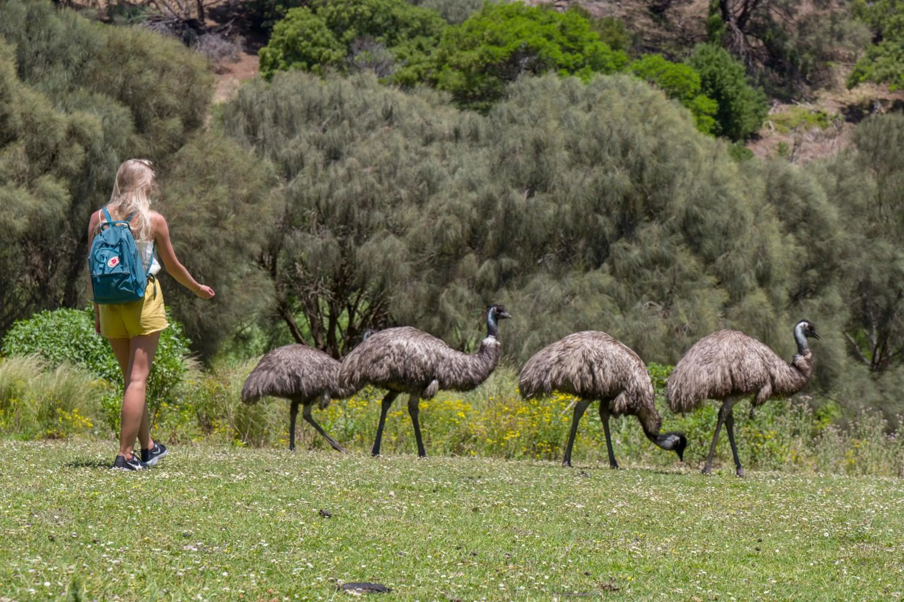 Natural landscape in The Wandering Whale Port Fairy