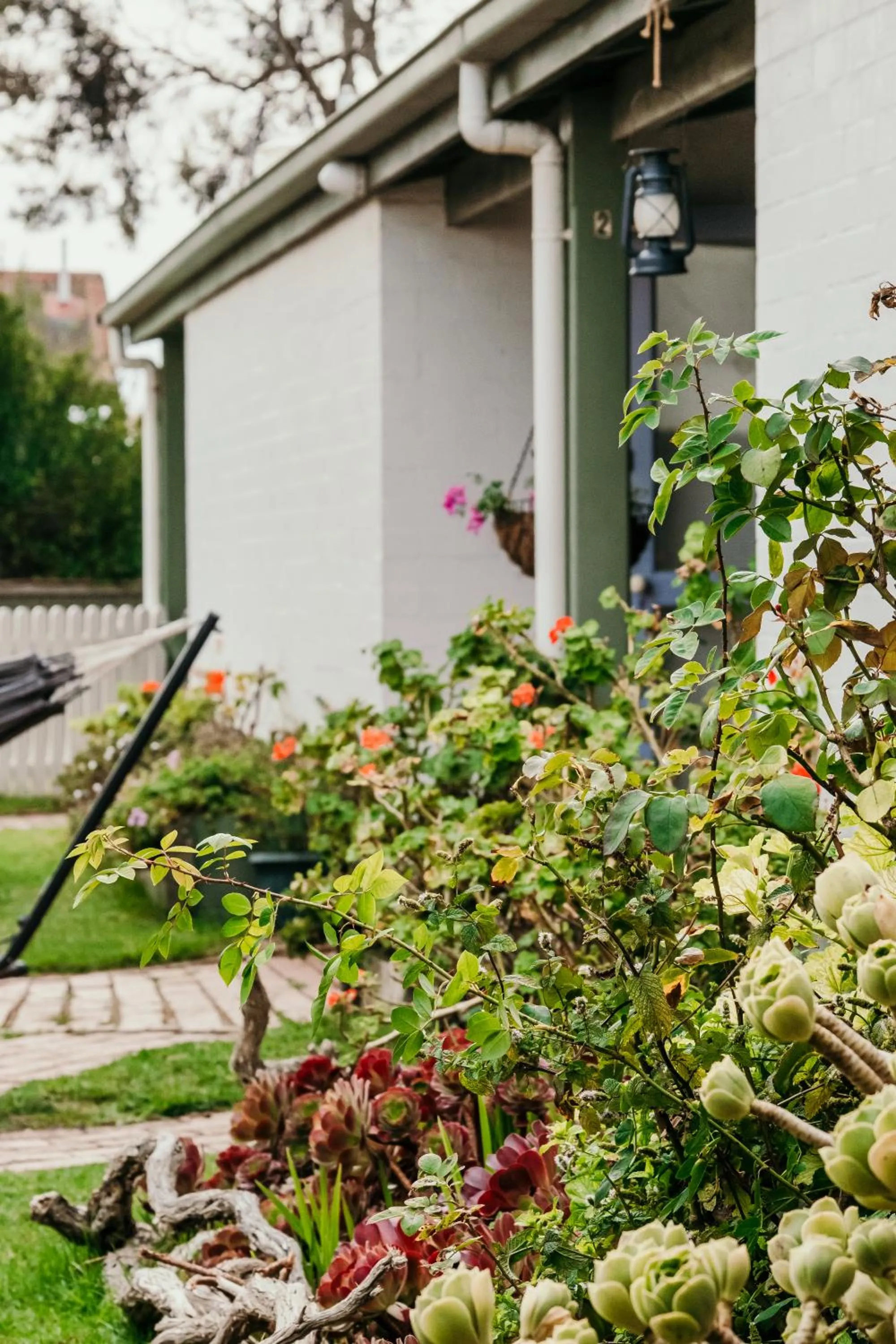 Garden in The Wandering Whale Port Fairy