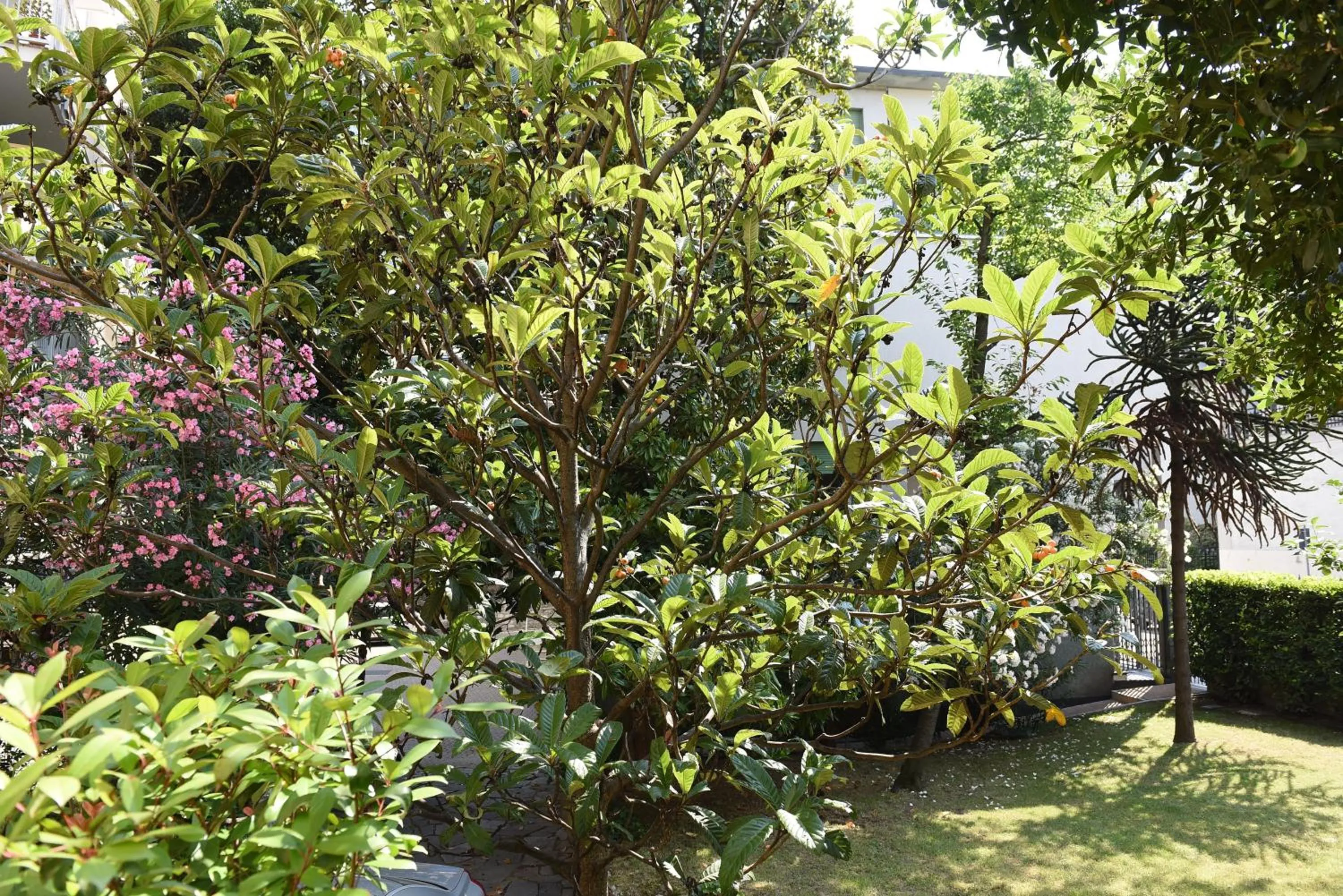 Garden in Le Rondinelle