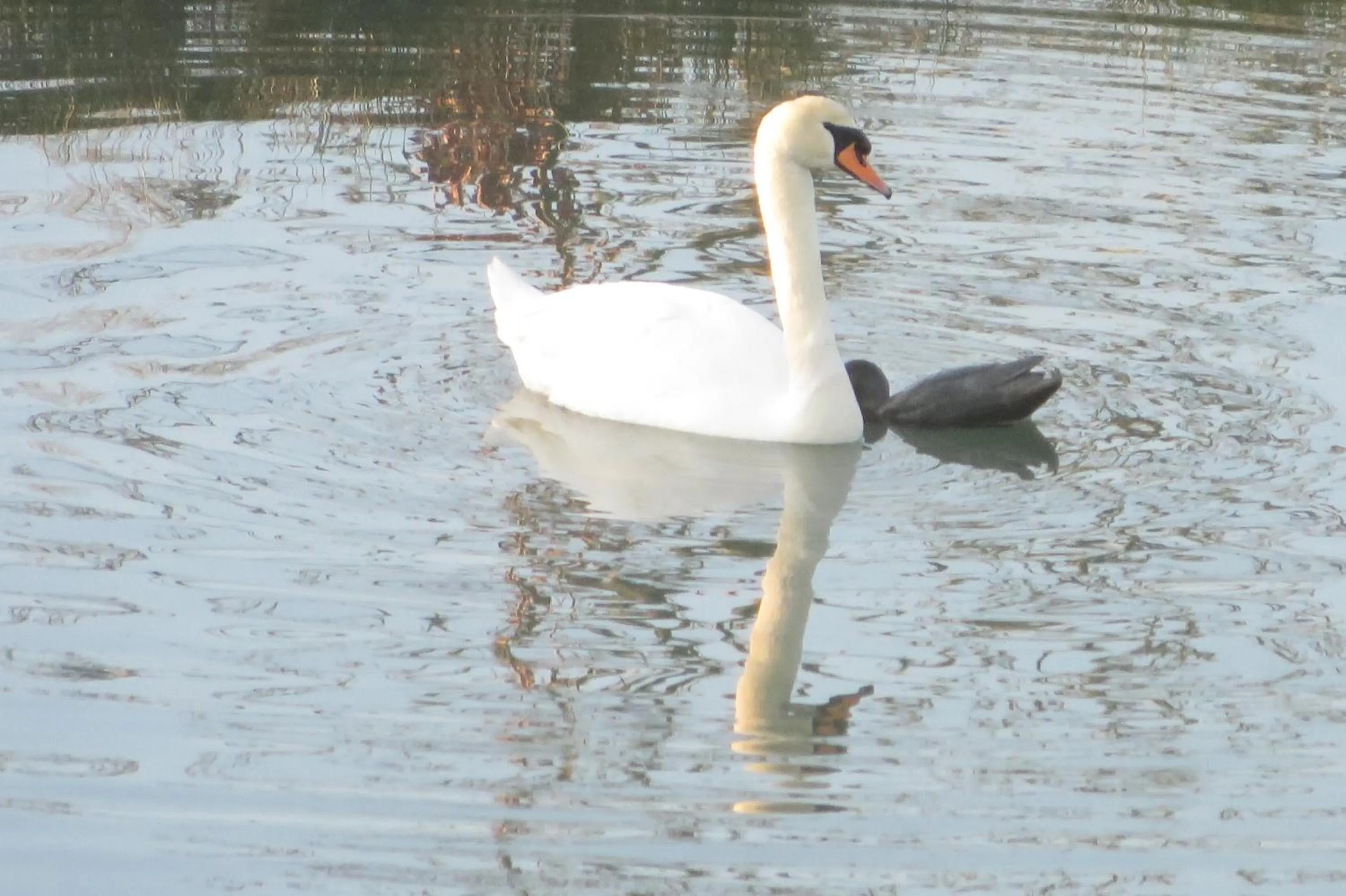 Property building in Château de La Sémondière