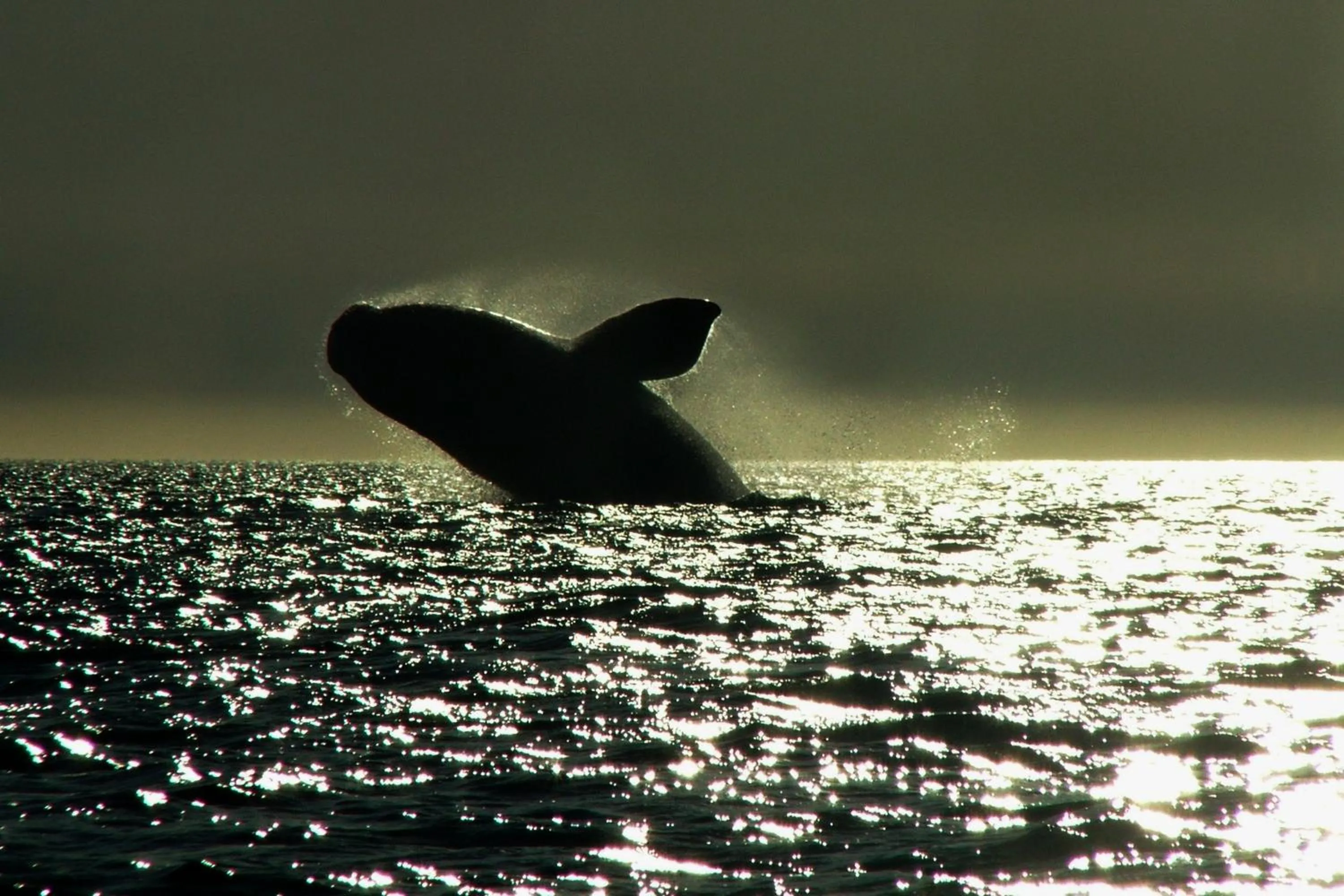 Natural landscape in Rayentray Las Restingas Hotel De Mar