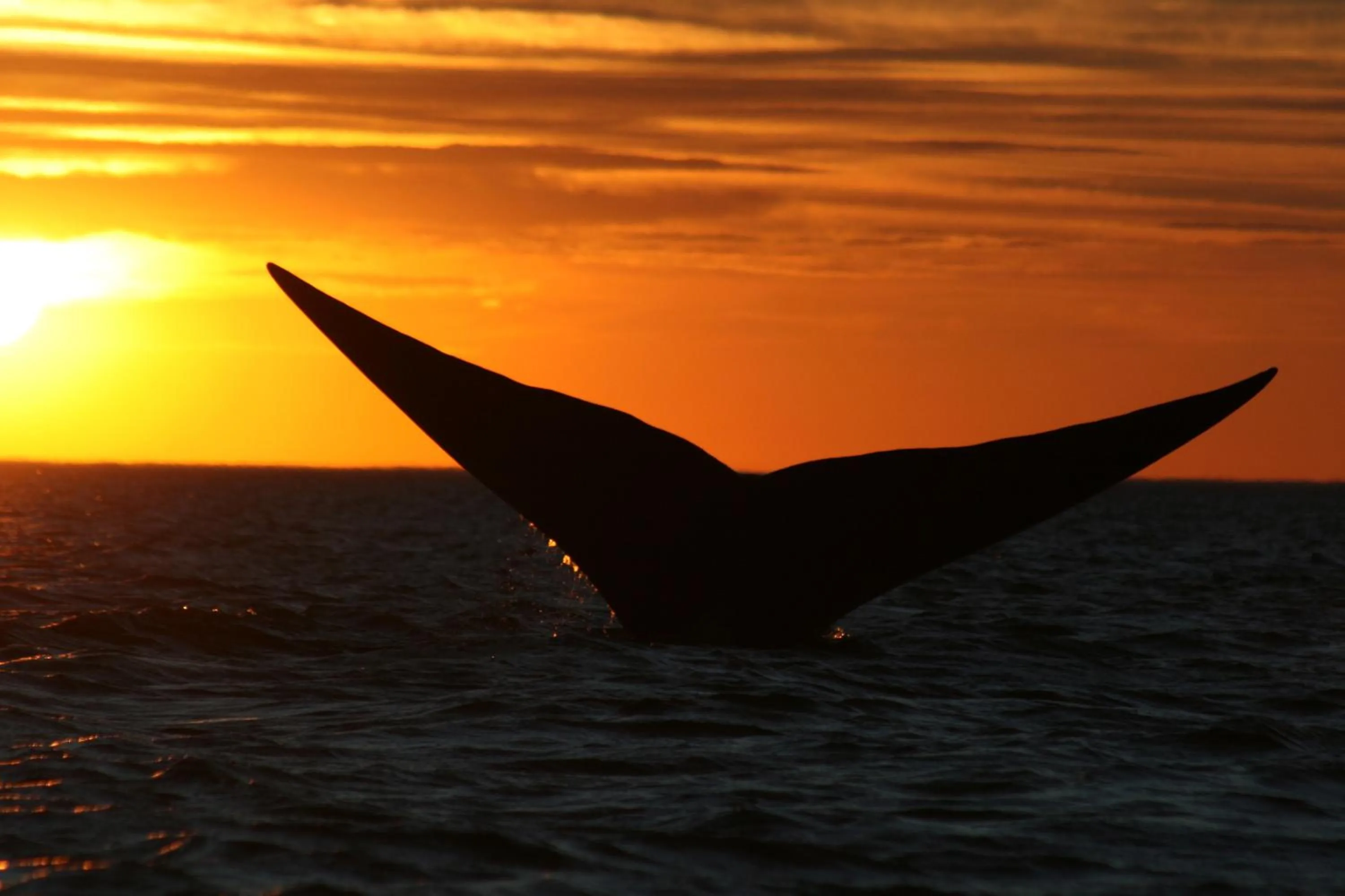 Natural landscape in Rayentray Las Restingas Hotel De Mar
