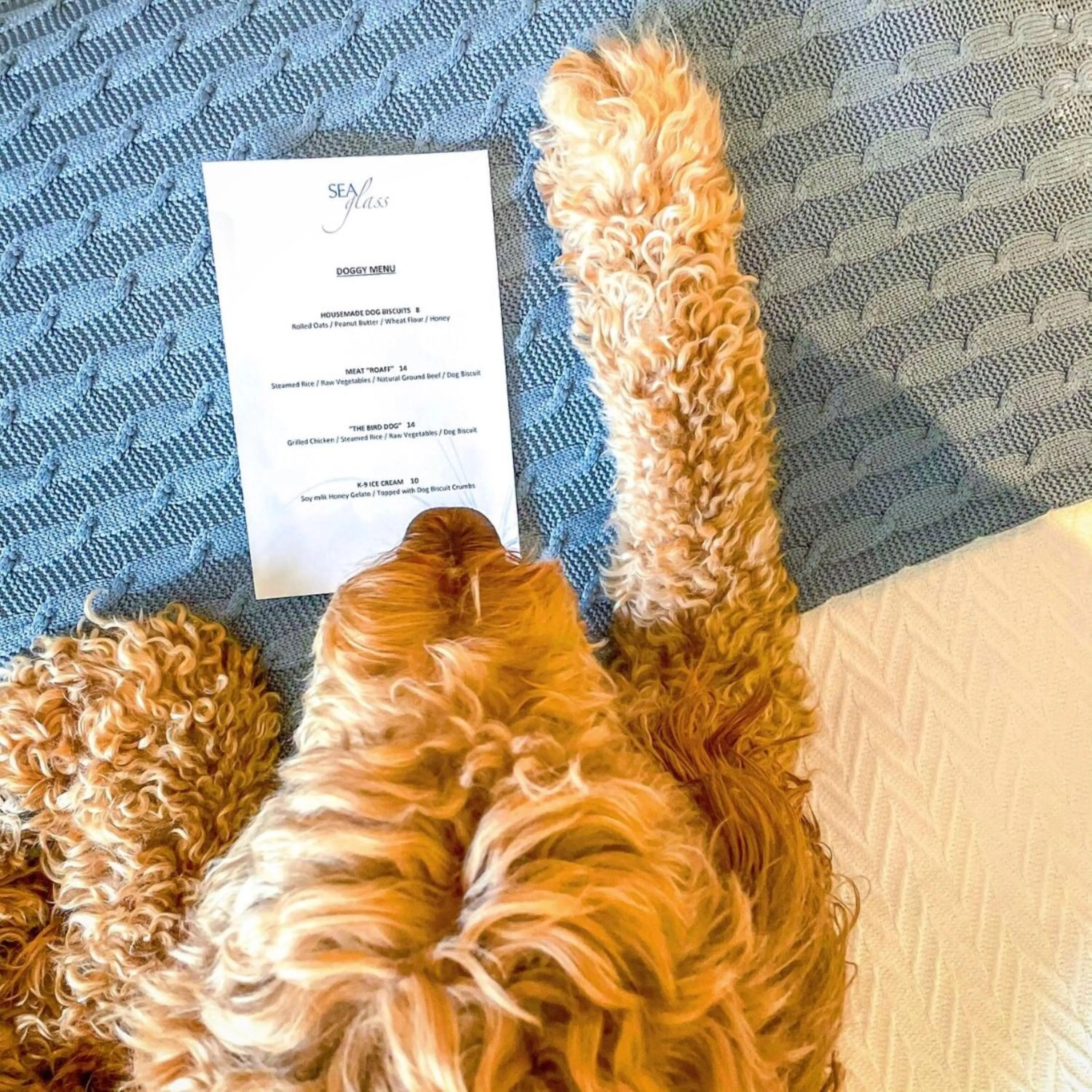 pet friendly in Inn By the Sea