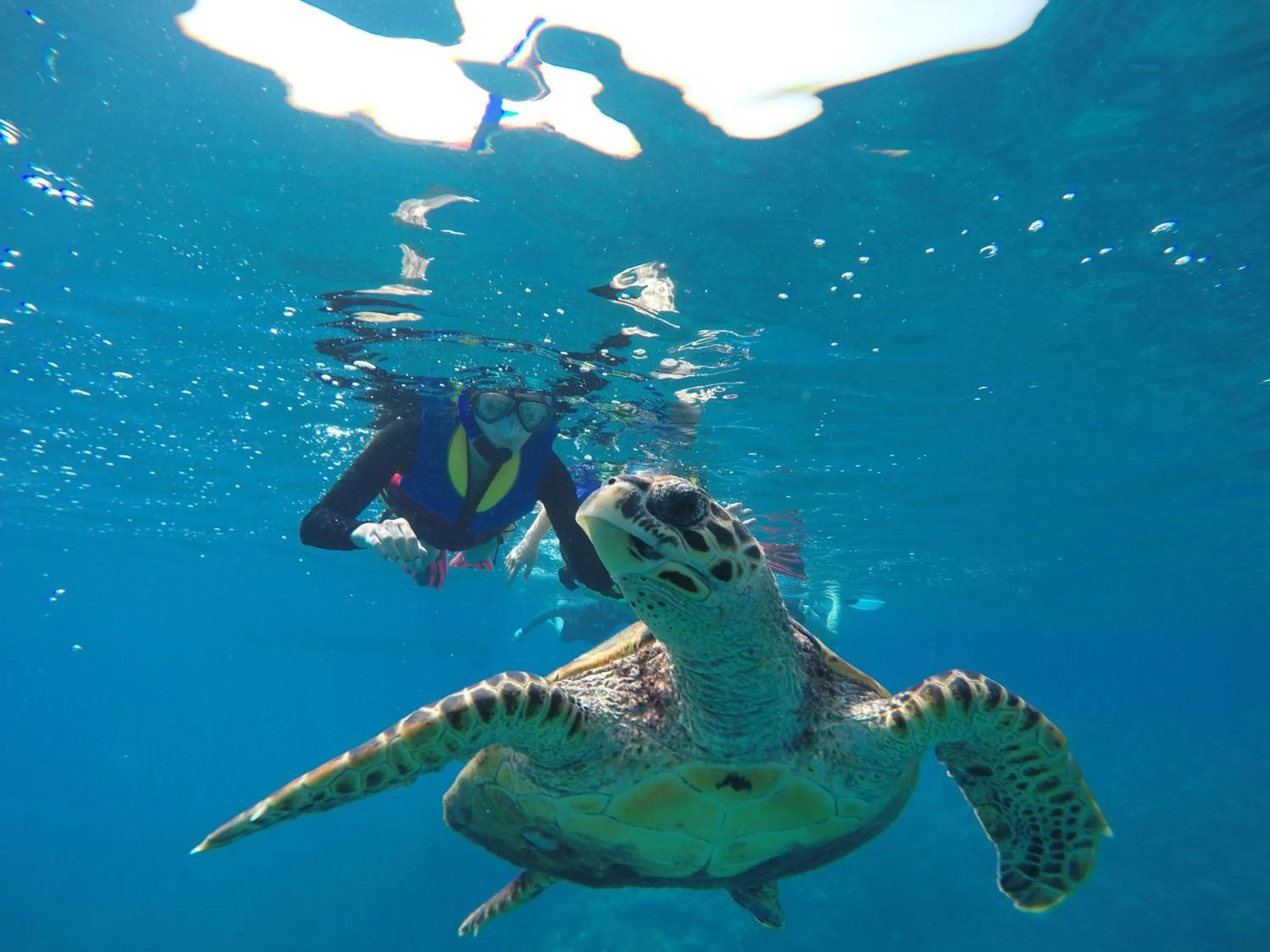 Snorkeling in Sunrise Beach