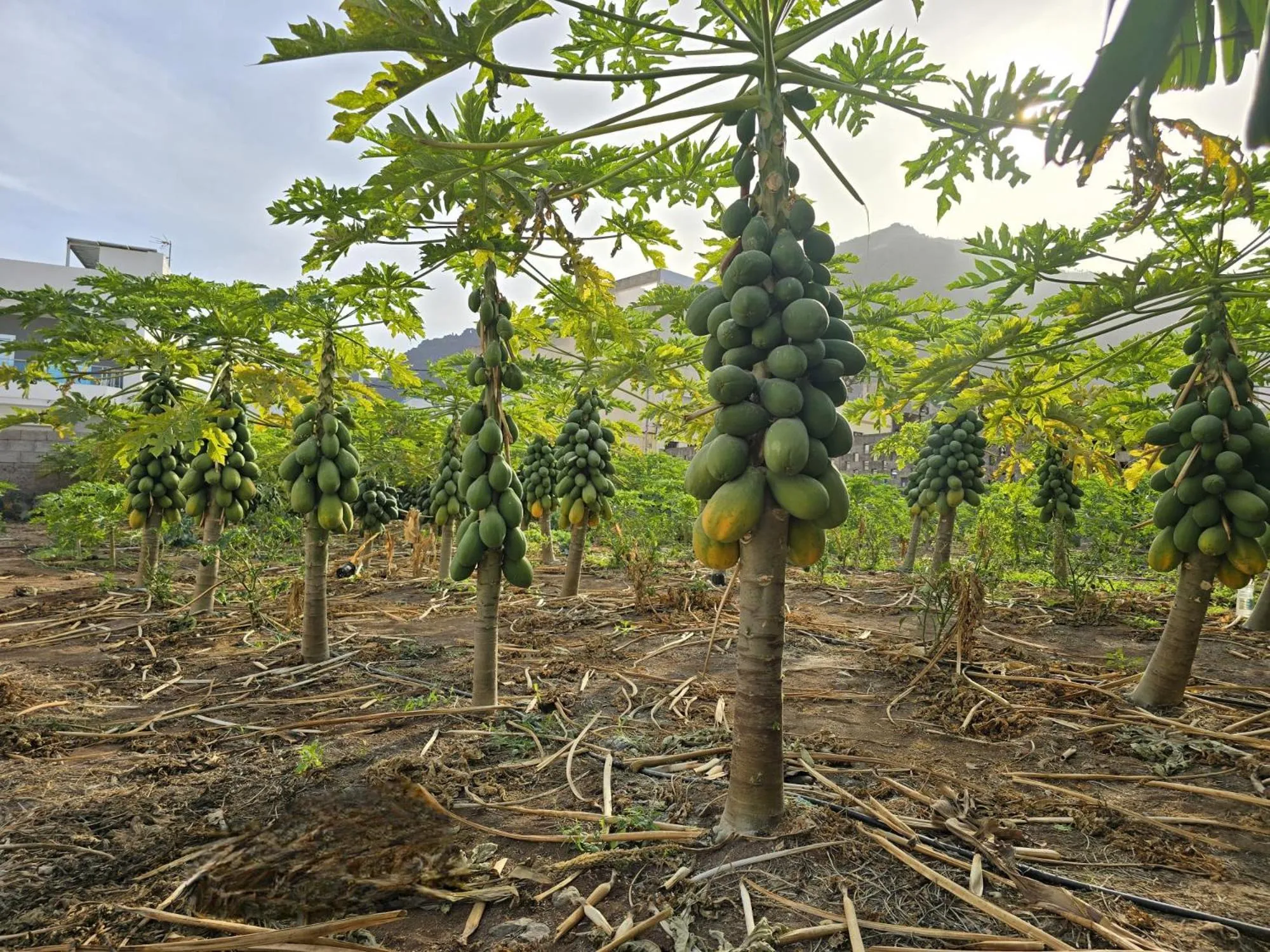 Garden in Hotel La Aldea Suites