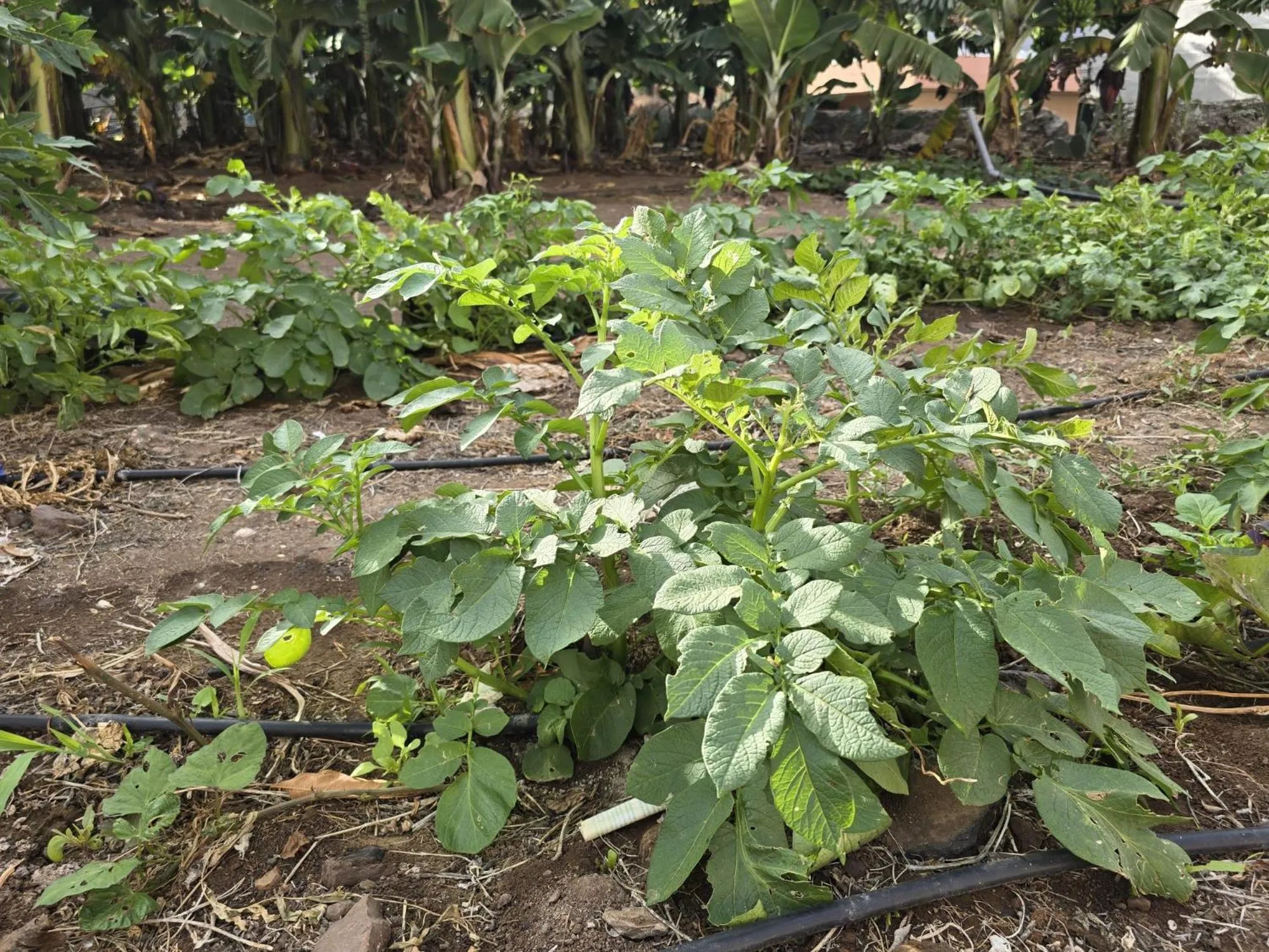 Garden in Hotel La Aldea Suites