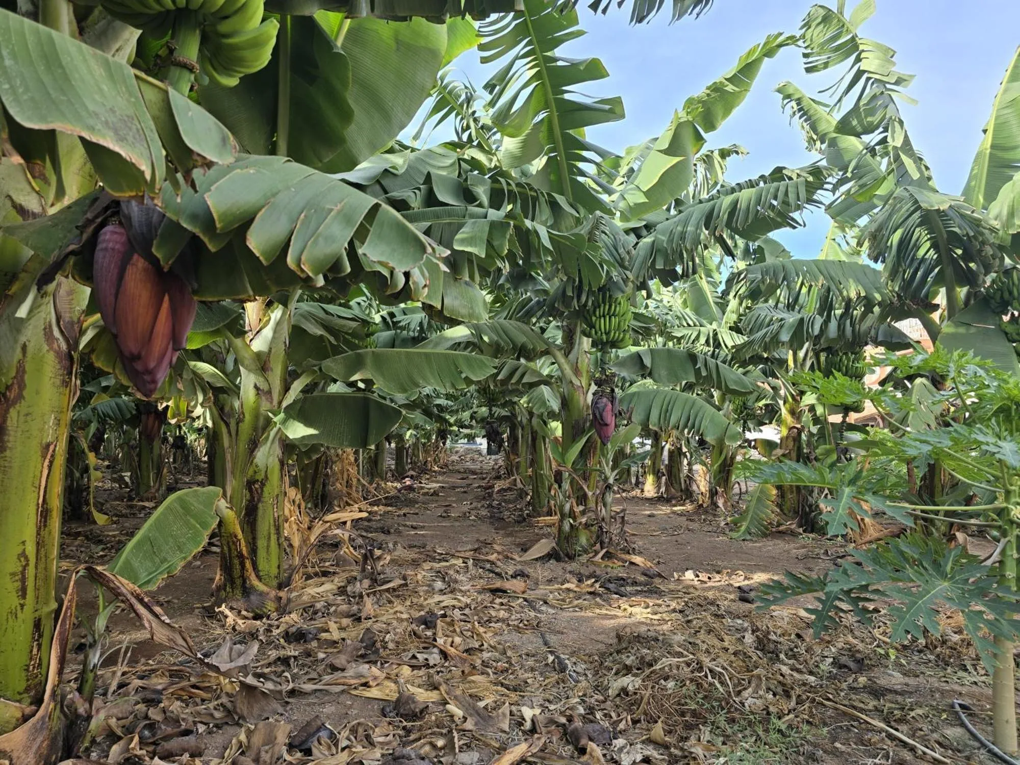 Garden in Hotel La Aldea Suites