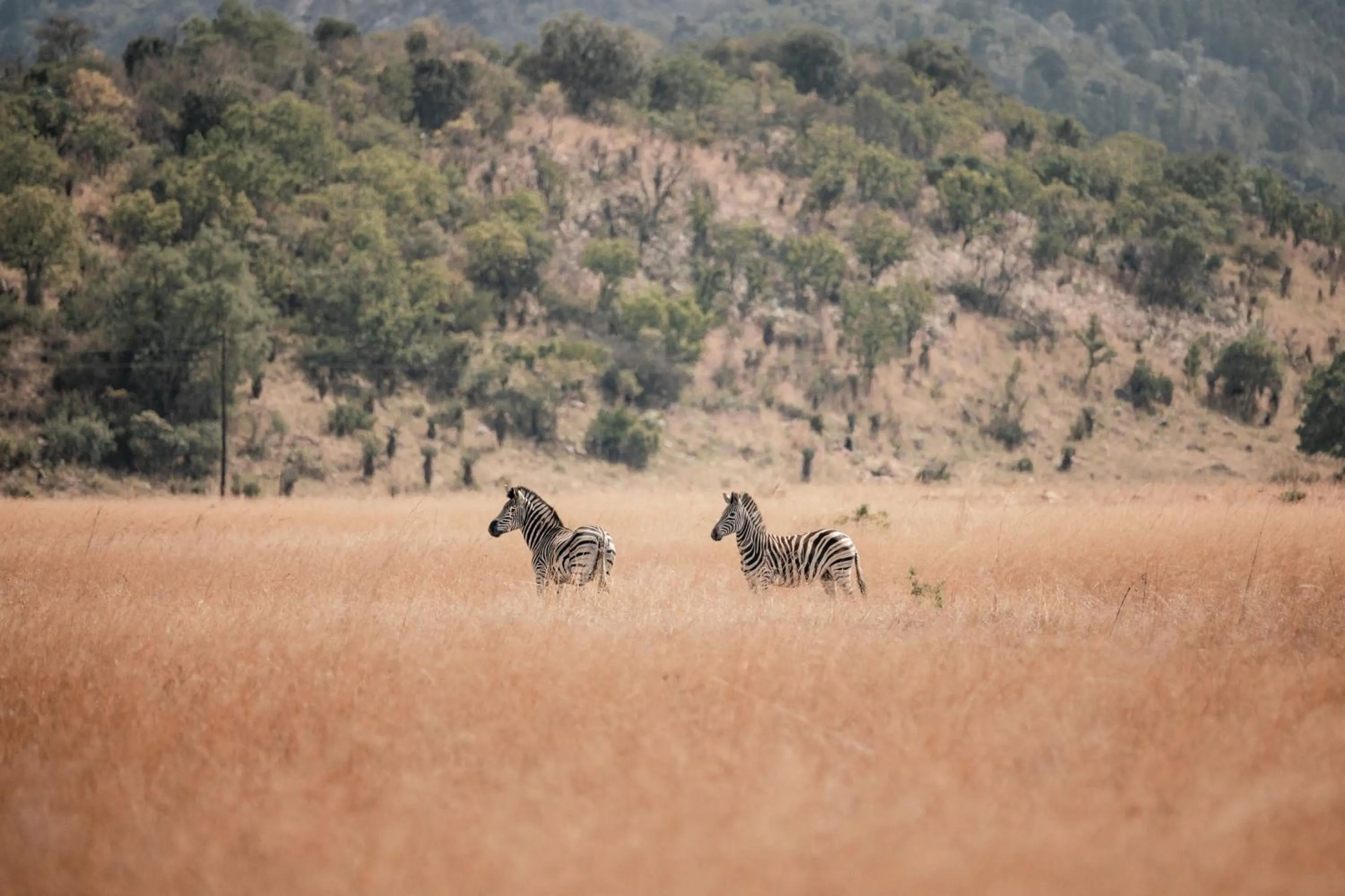 Animals in Dawsons Game Lodge
