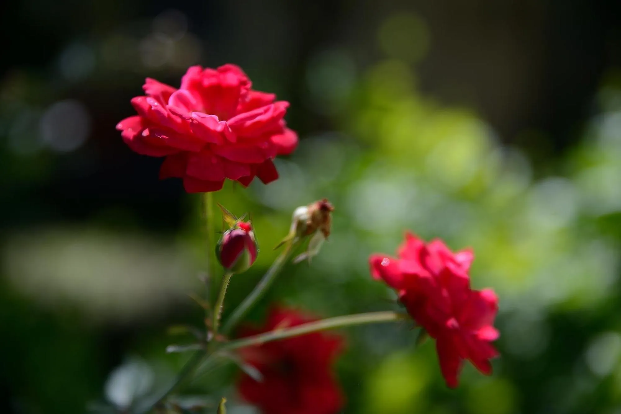 Garden in 美村民宿