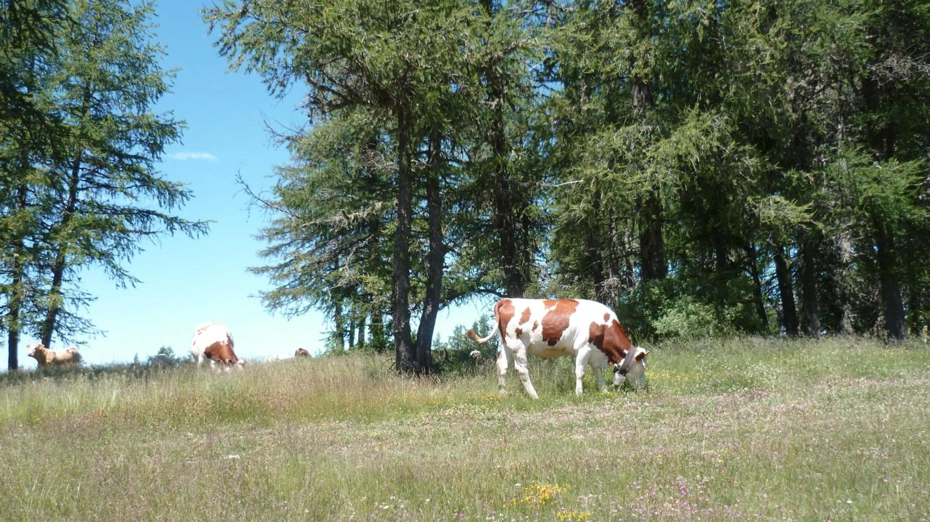 Résidence Les Ecrins
