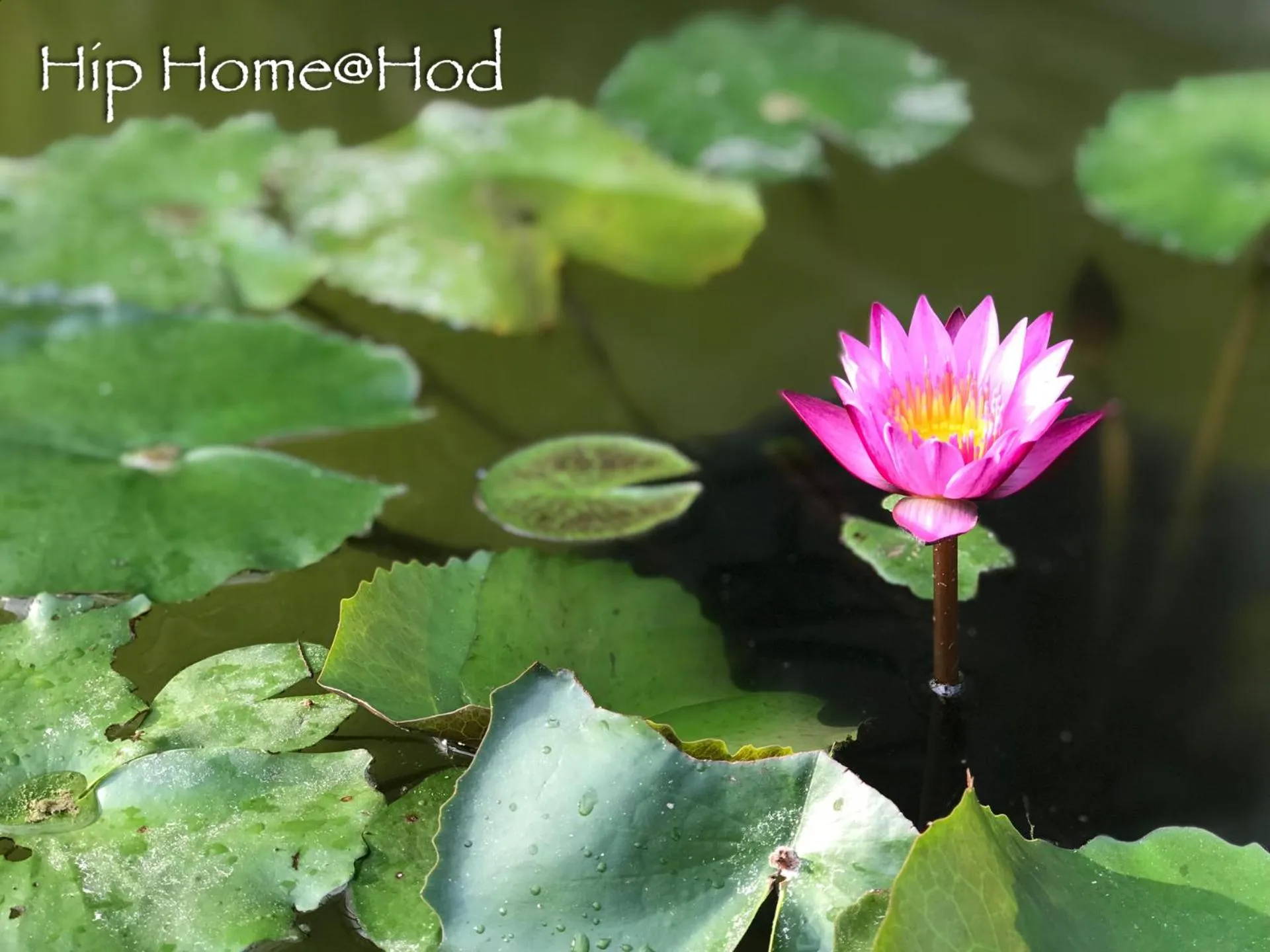 Property building in Hip Home at Hod