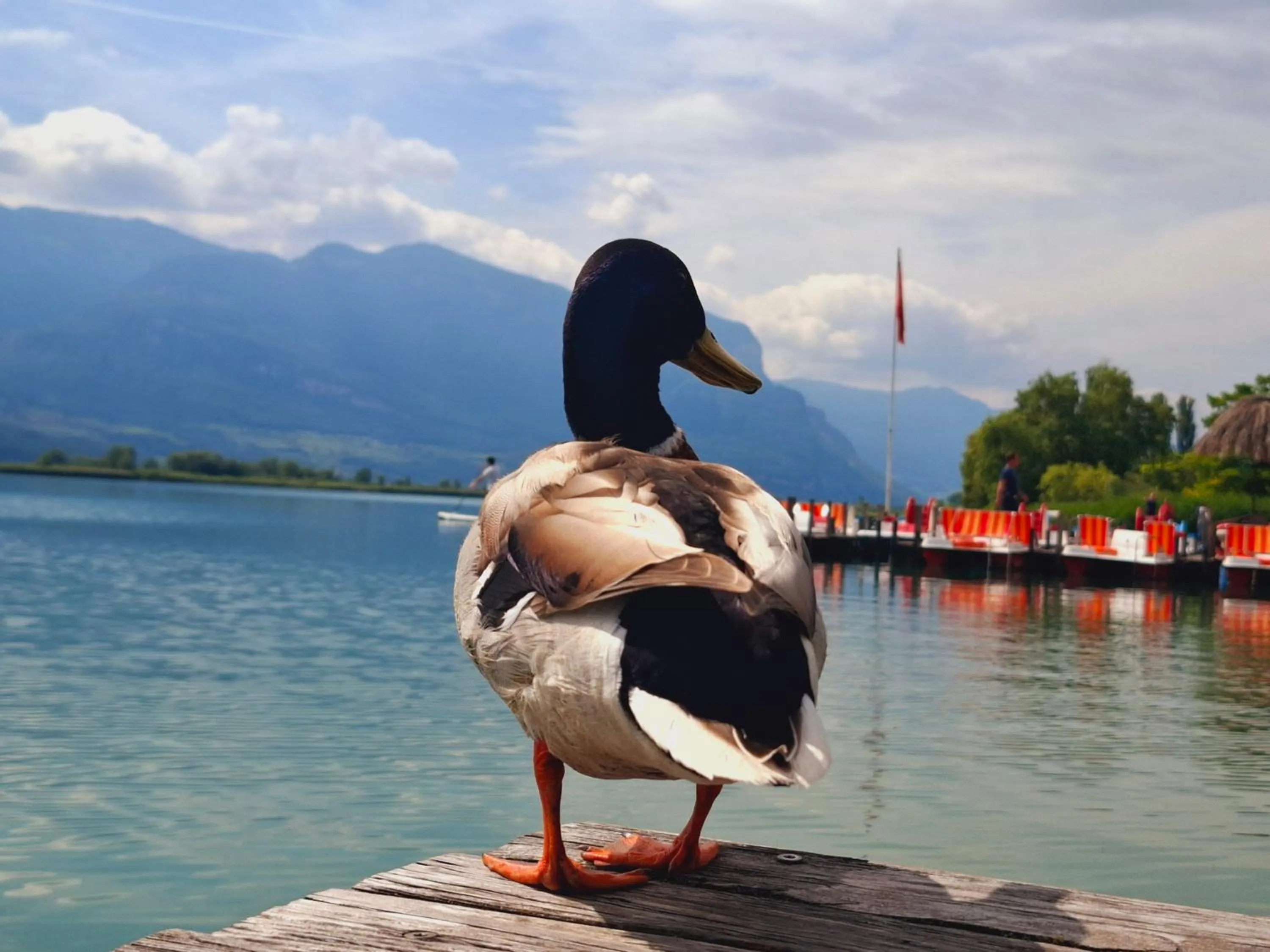 Property building in Seegarten