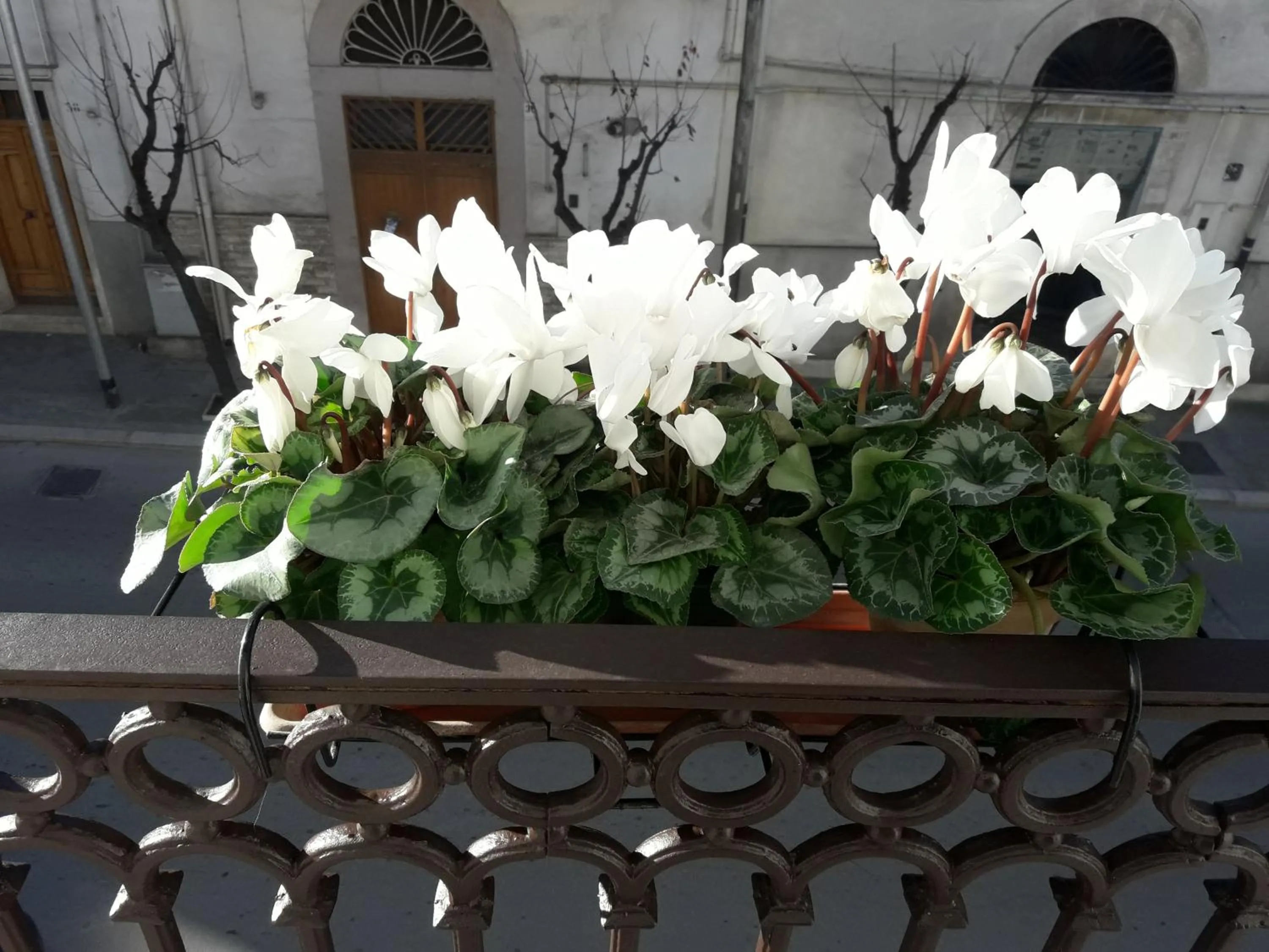 Property building in B&B Saffi