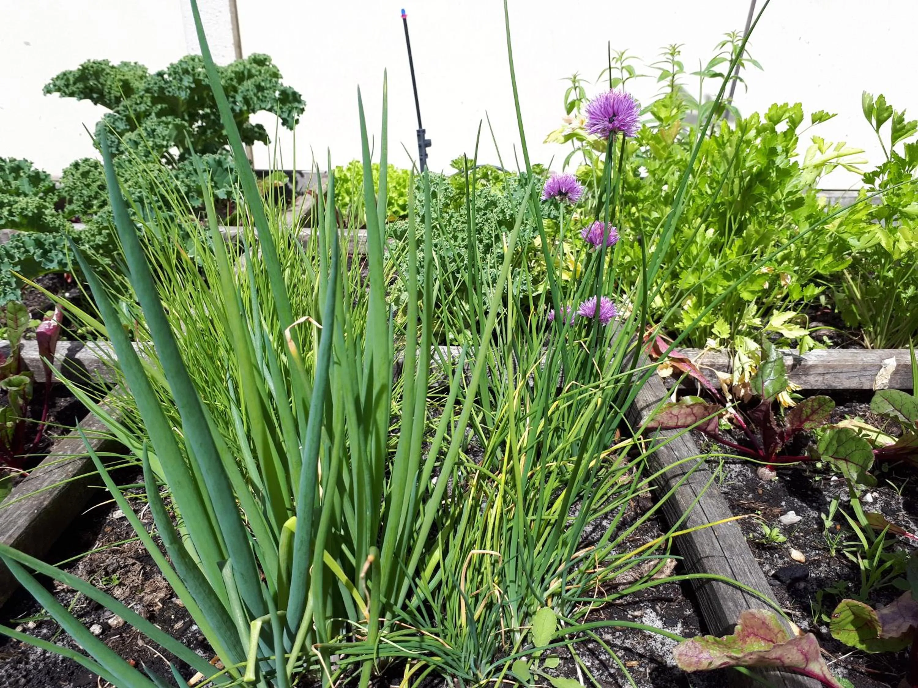 Garden in Les chambres d'hôtes de Pascale