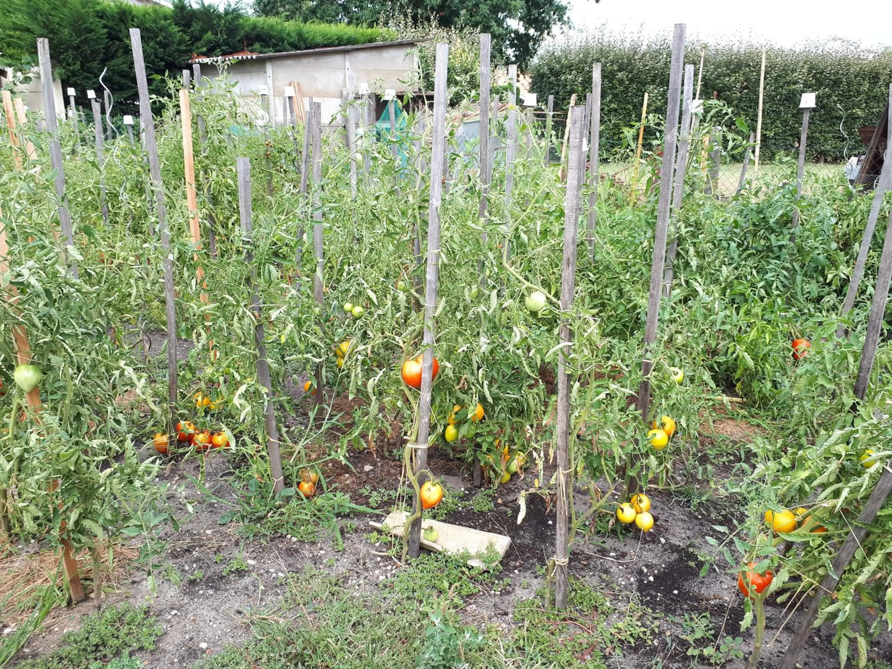 Garden in Les chambres d'hôtes de Pascale