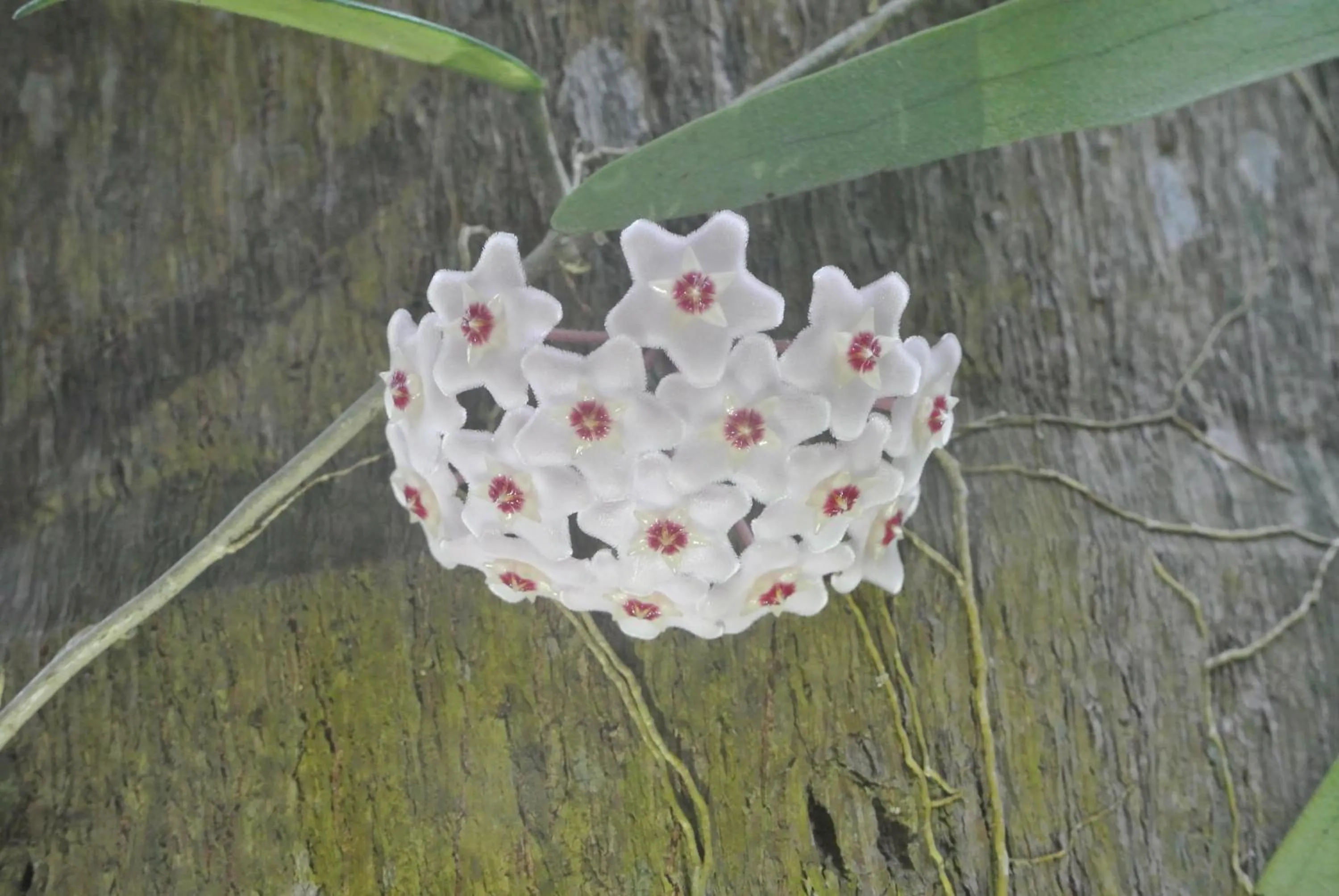 Garden in Complexo de Pousadas Caraguatá