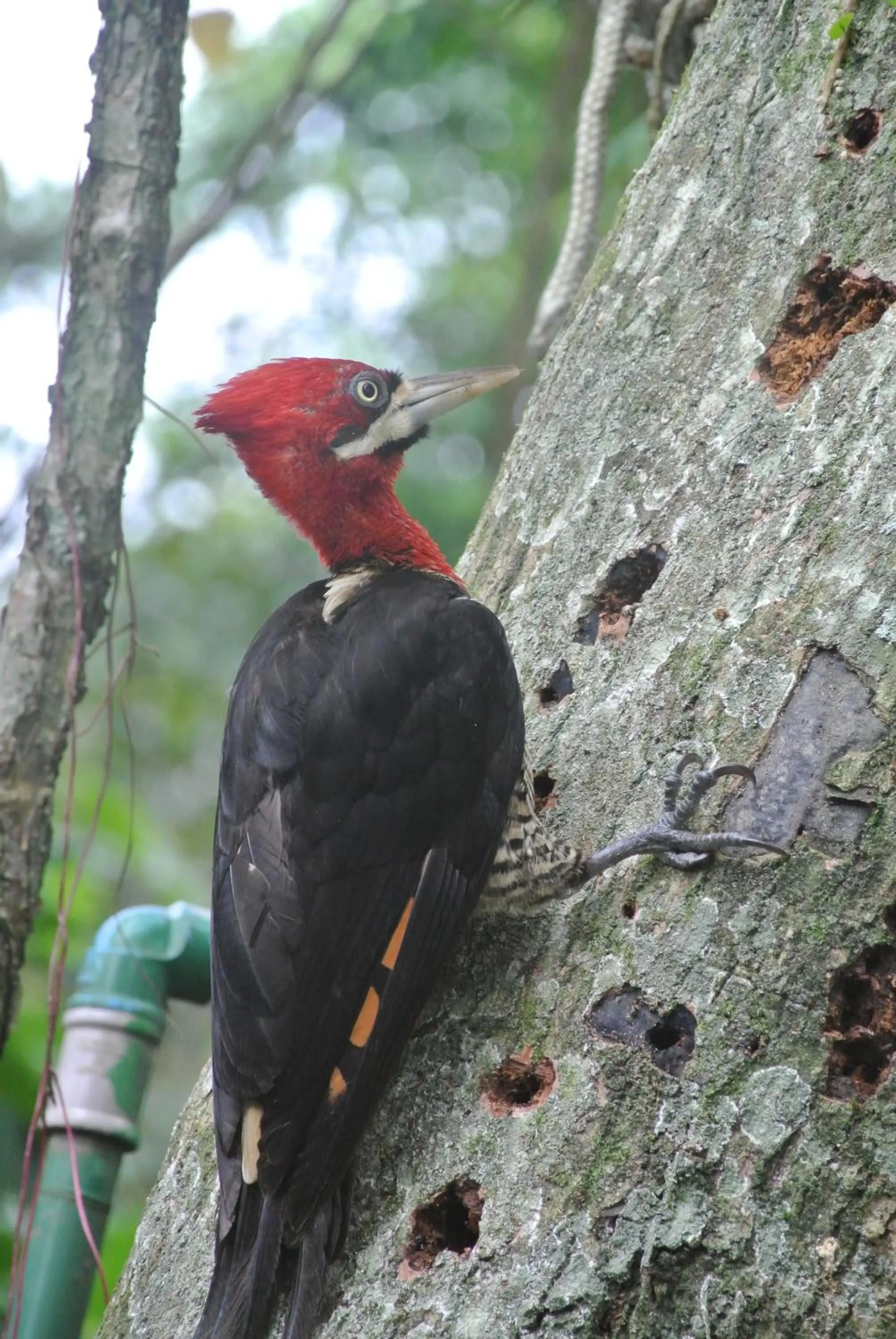 Animals in Complexo de Pousadas Caraguatá