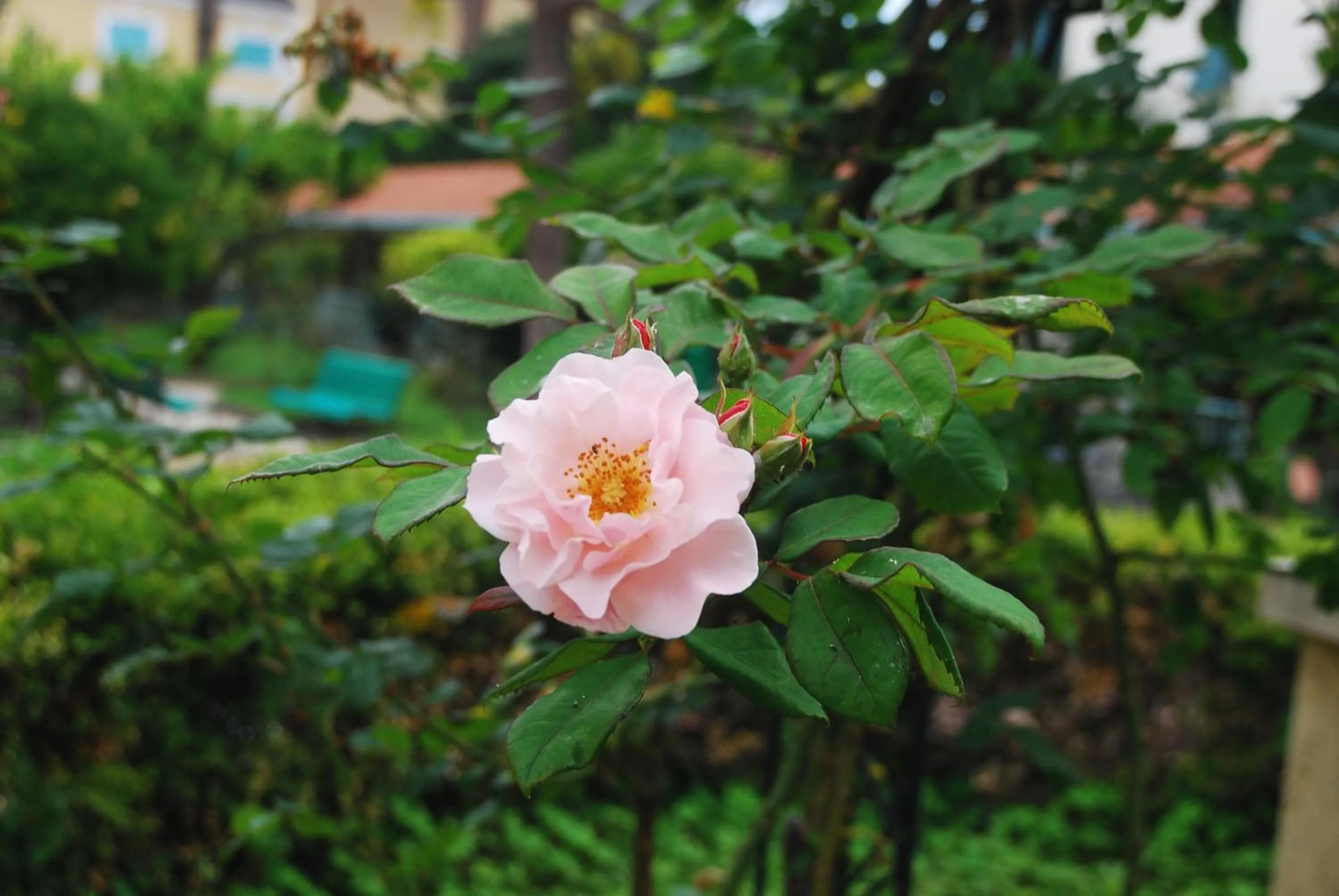 Garden in Hotel Villa Sophia