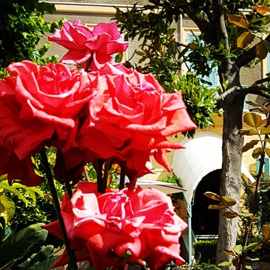 Patio in Hotel Villa Sophia