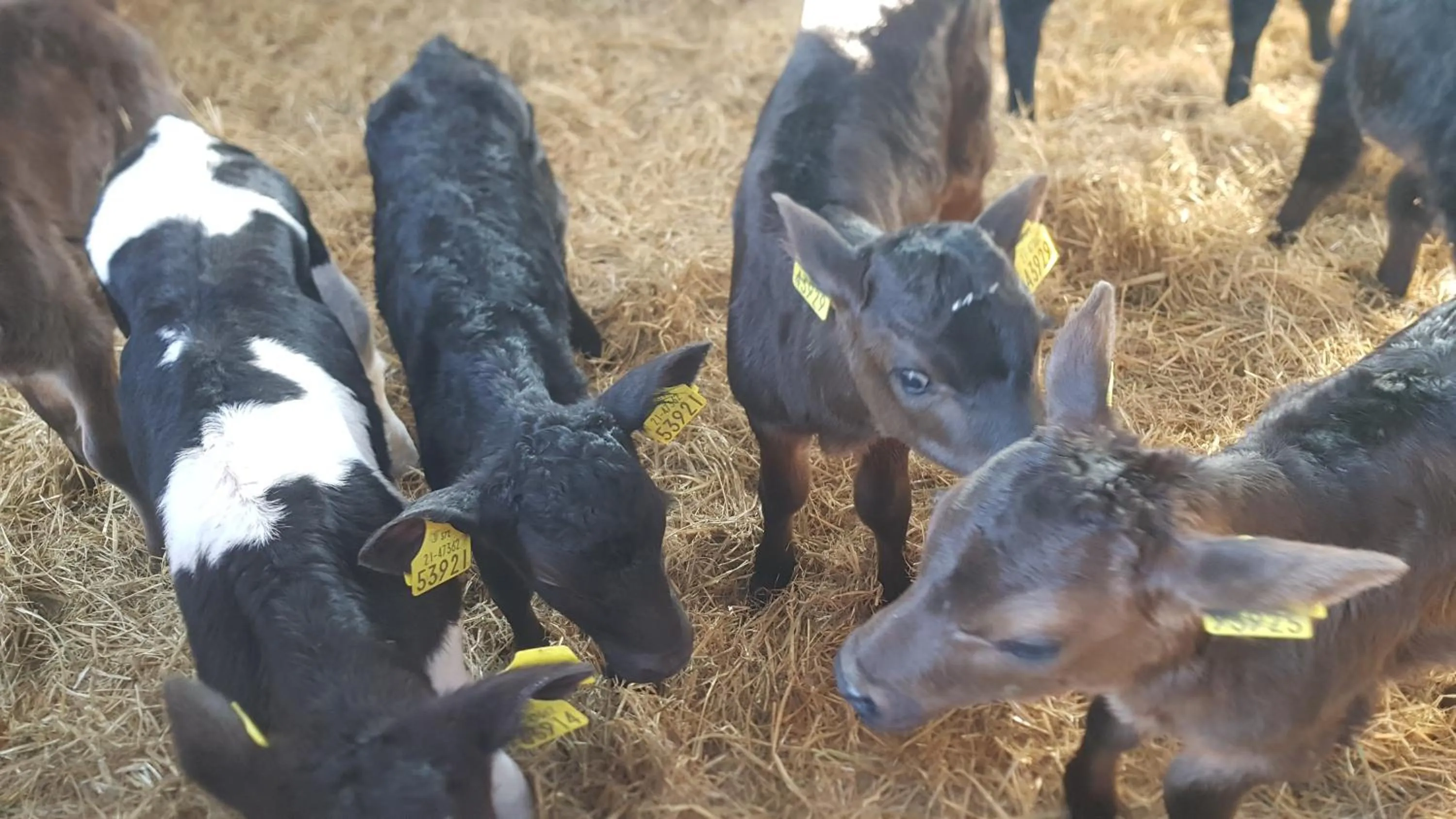 Animals in Slane Farm Hostel, Cottages and Camping