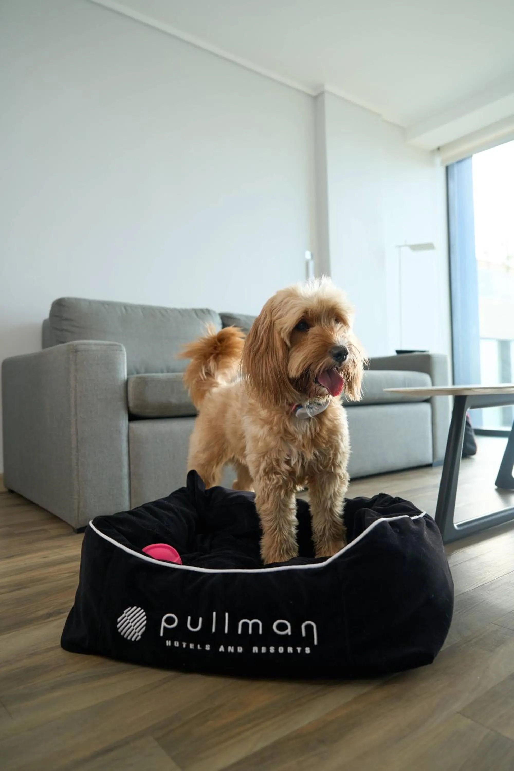 Pets in Pullman Vina del Mar San Martin