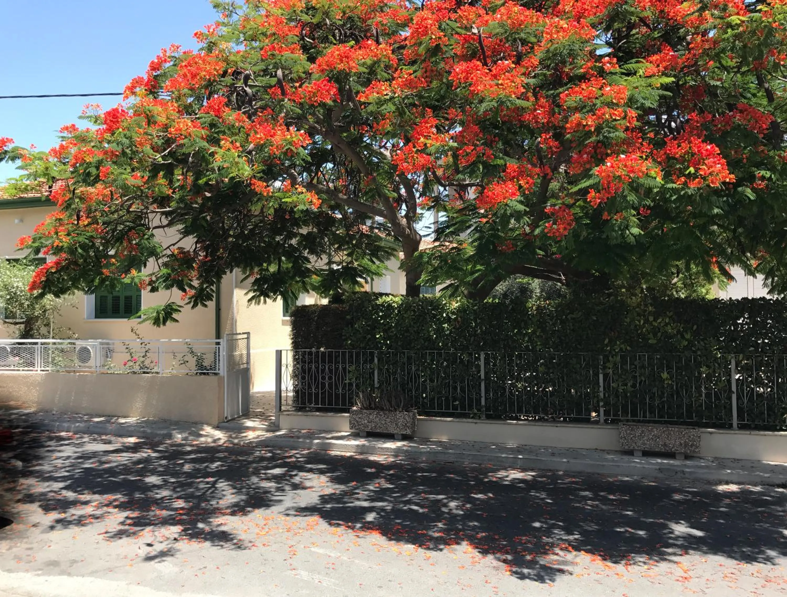 Garden in Avgi's Home