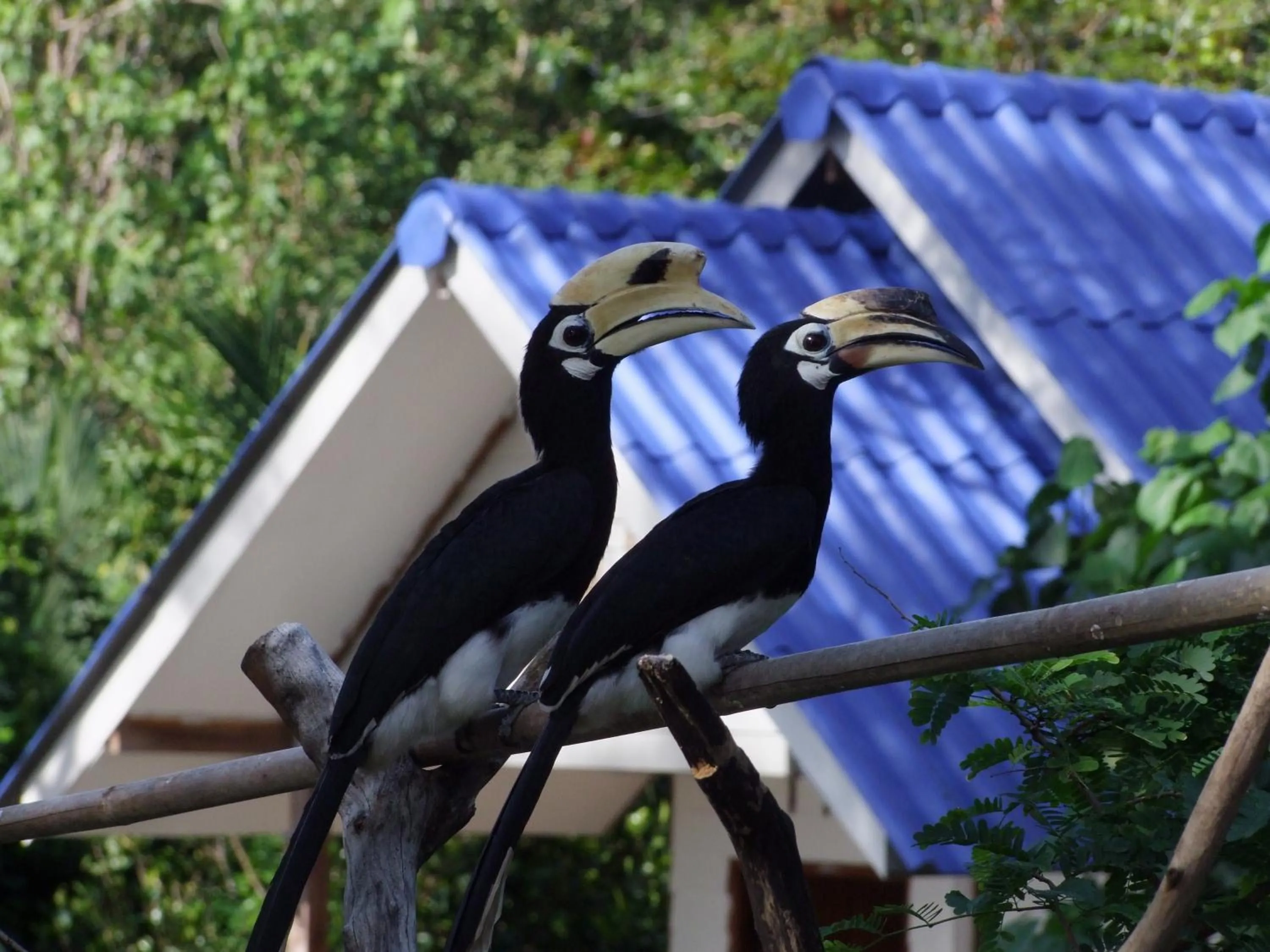 Baan Suan Kayoo 2 Buffalo Bay Aow Khao Kwai
