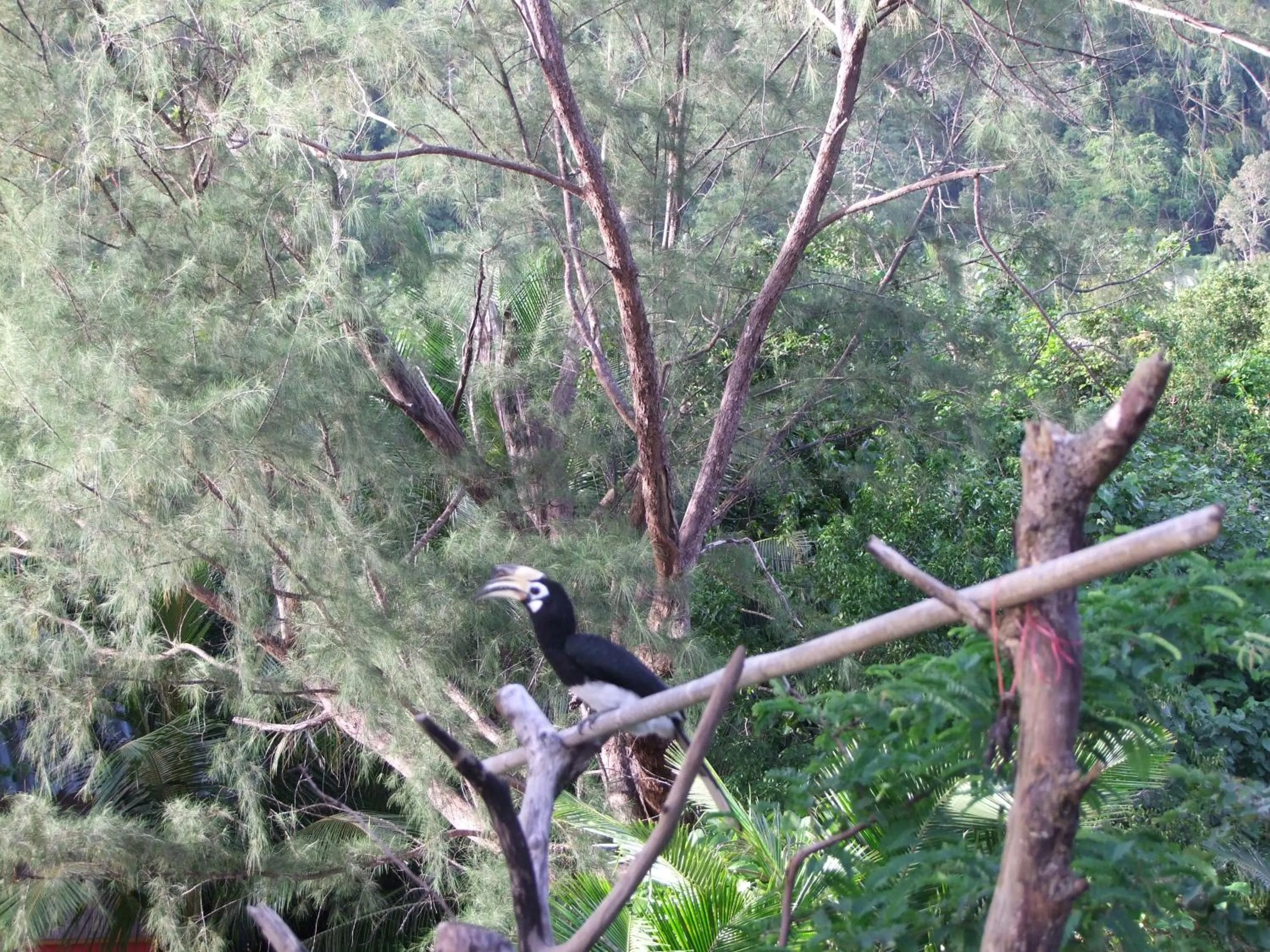Baan Suan Kayoo 2 Buffalo Bay Aow Khao Kwai