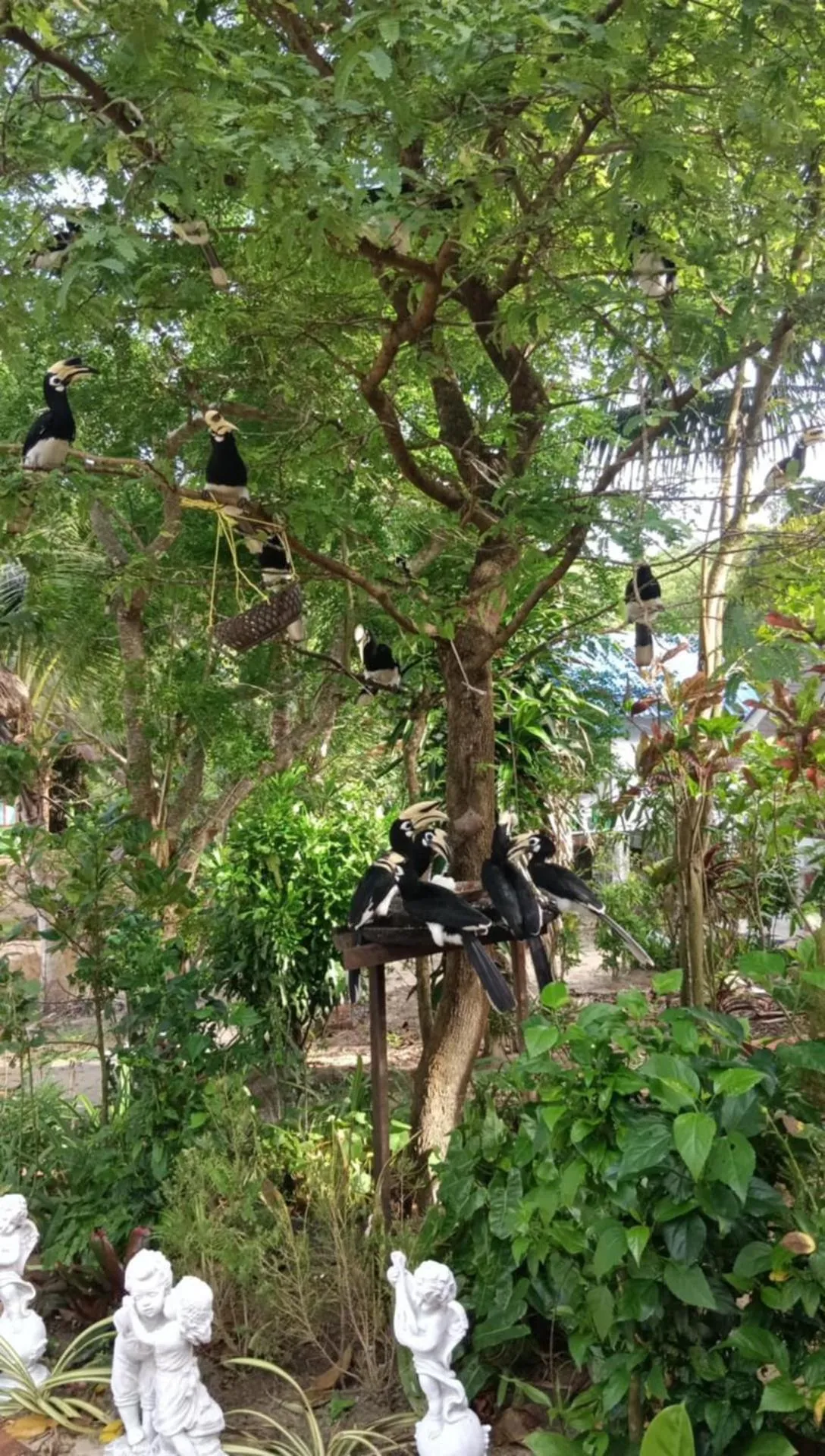 Baan Suan Kayoo 2 Buffalo Bay Aow Khao Kwai