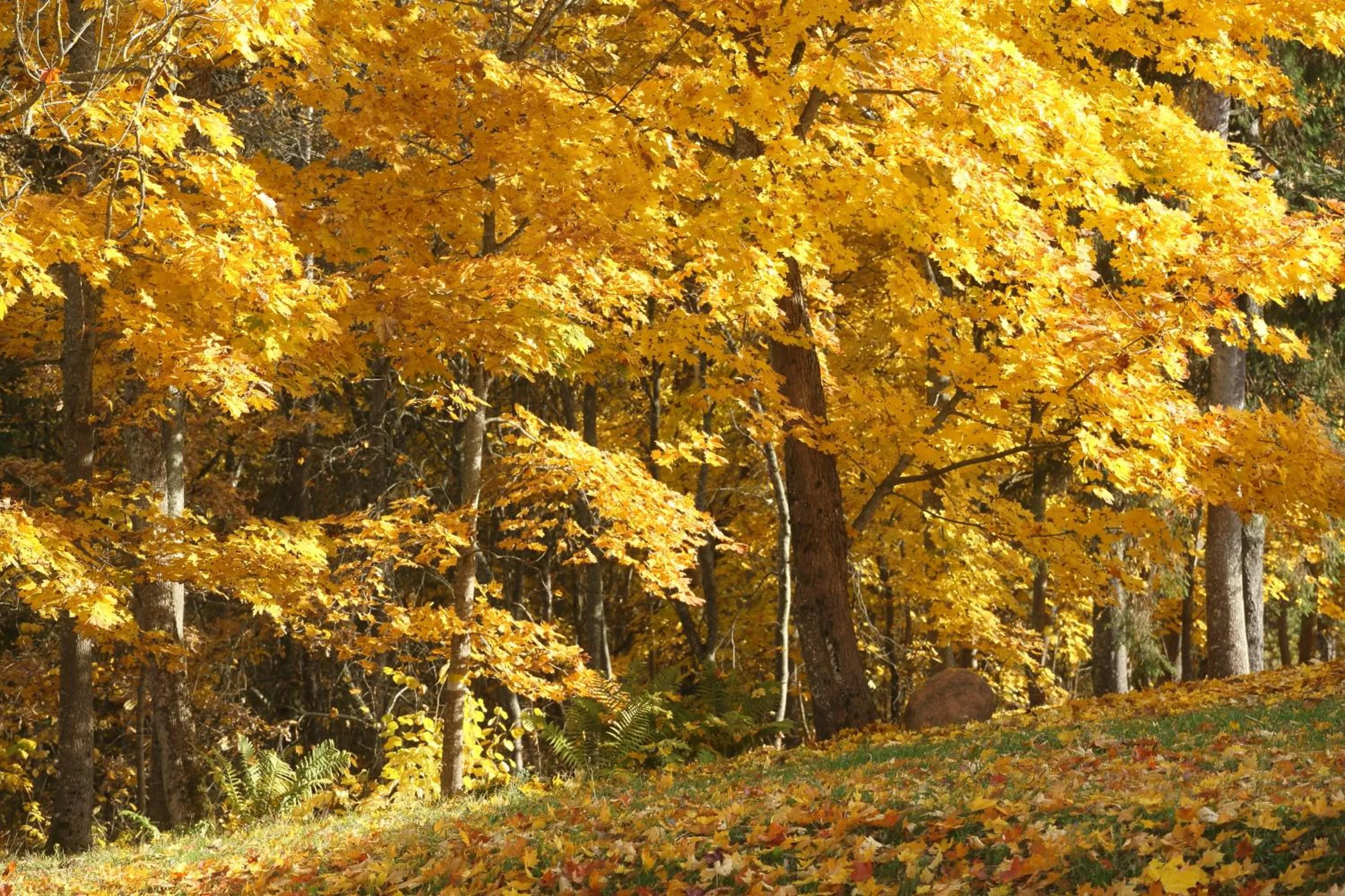 Other in Hotel Karupesa