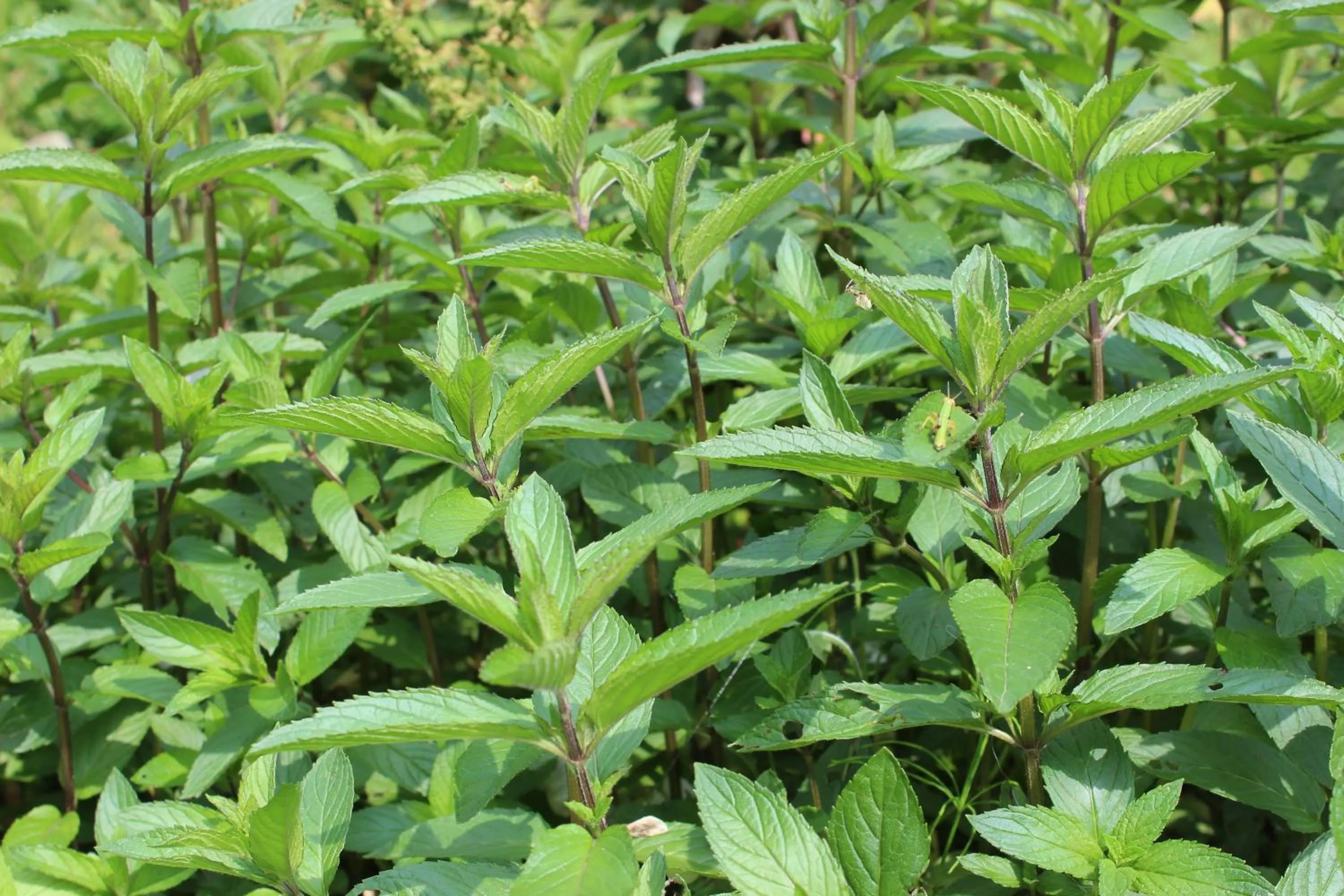 Property building in Pension Fryingpan