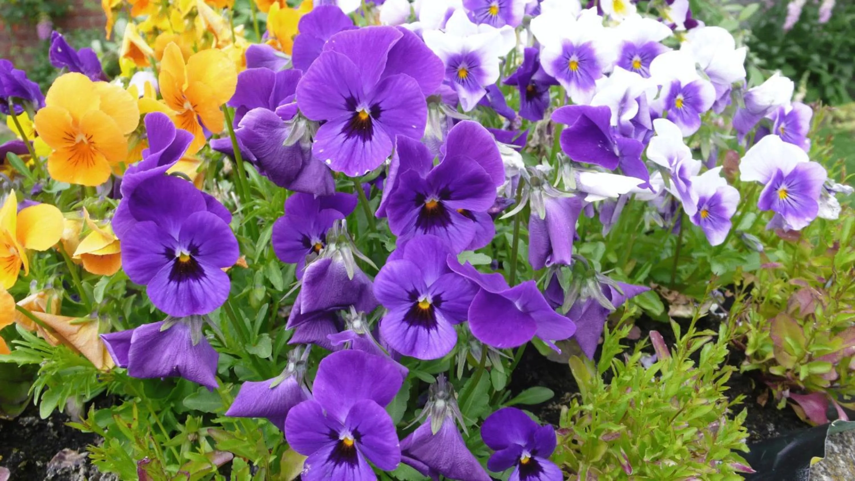 Spring in Acorn Guest House in Hull