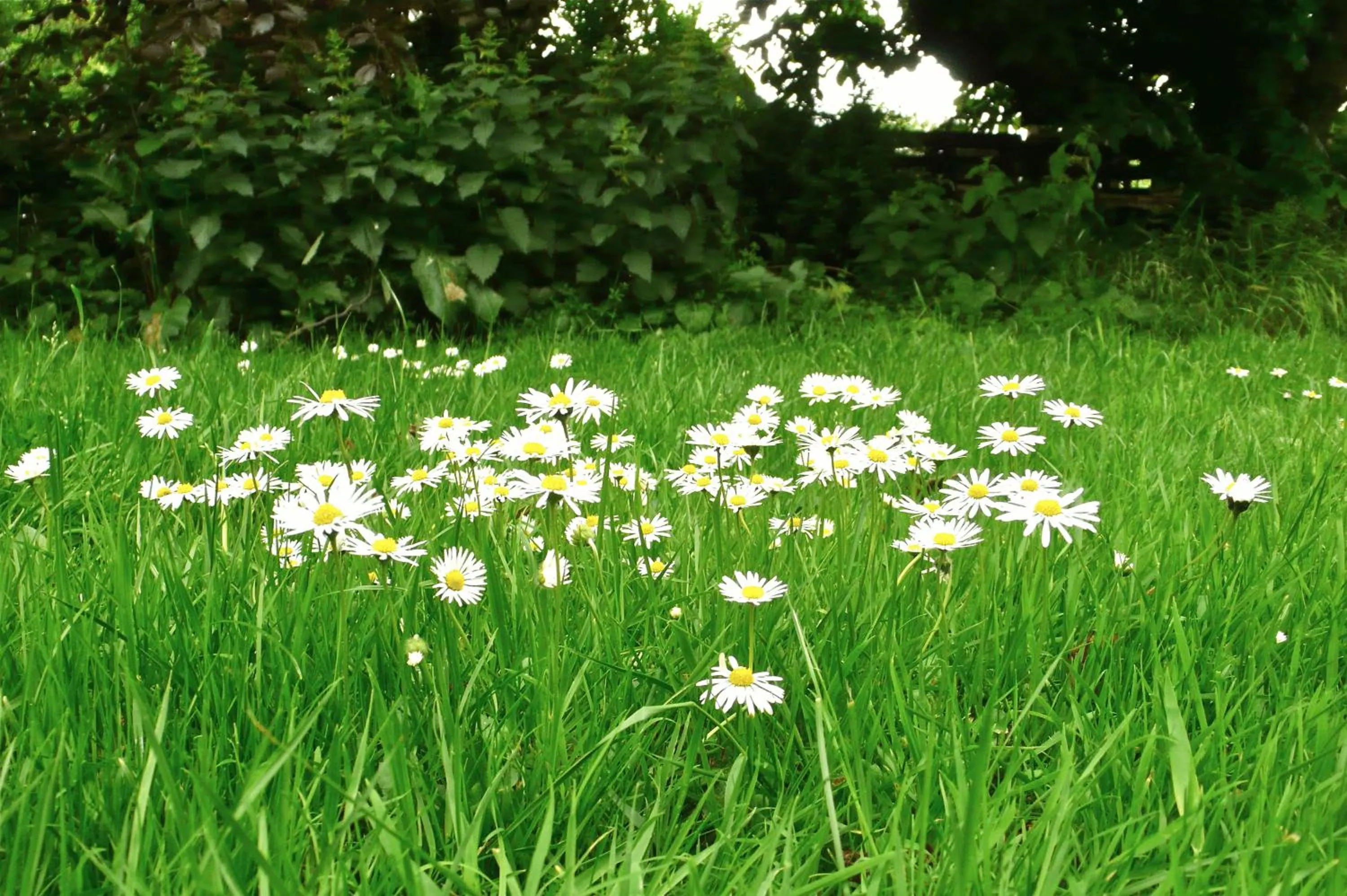 Spring in Acorn Guest House in Hull