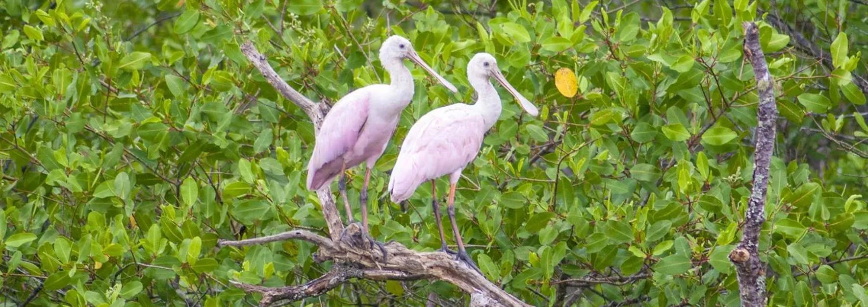 Pousada Rancho do Nhesko